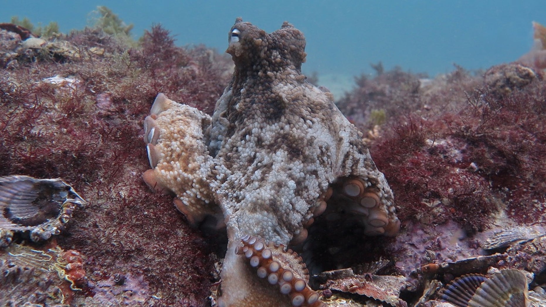 A gloomy octopus (<em>Octopus tetricus</em>) in Jervis Bay, Australia.