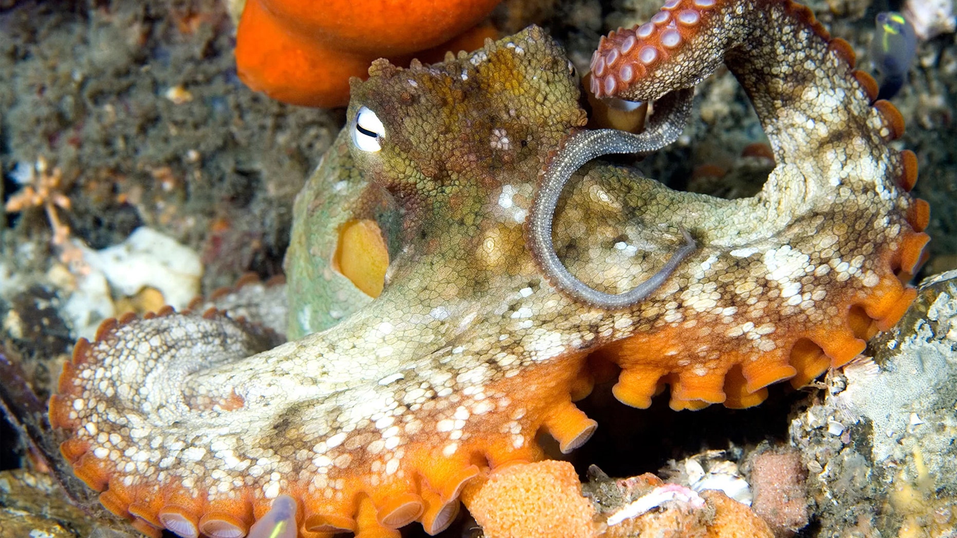 Australia's gloomy octopuses (Octopus tetricus) are doing a great job at expanding their range south to Tasmania. Credit: Alamy