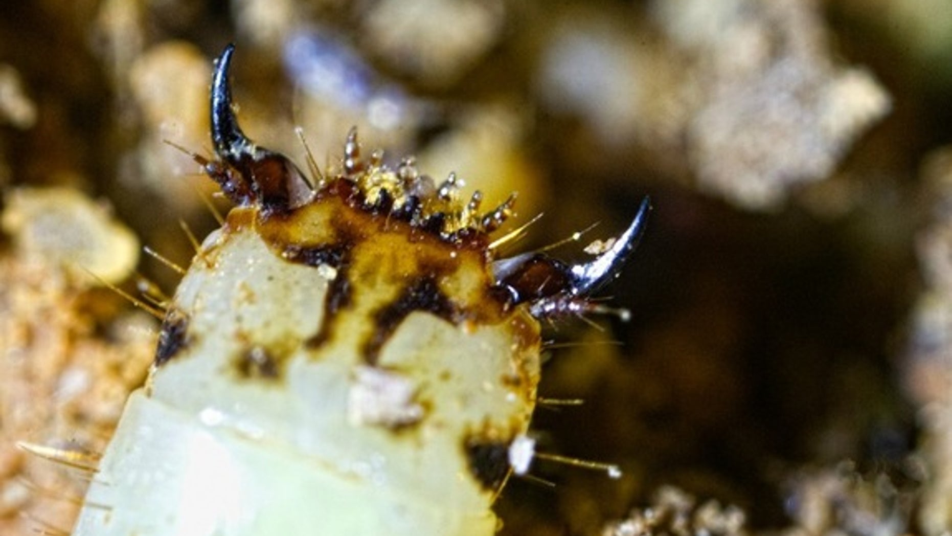 Here, an extreme closeup on a mysterious glow worm that was discovered in the Peruvian rainforest