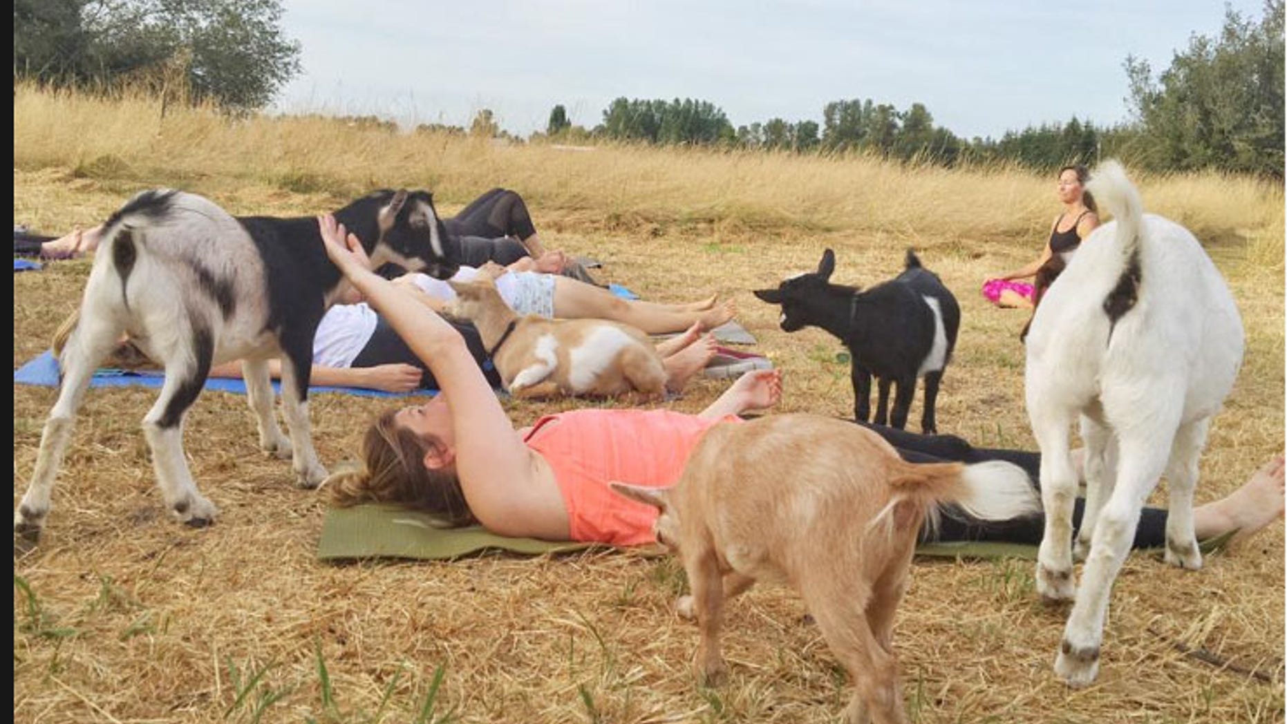 (Facebook/Goat Yoga)