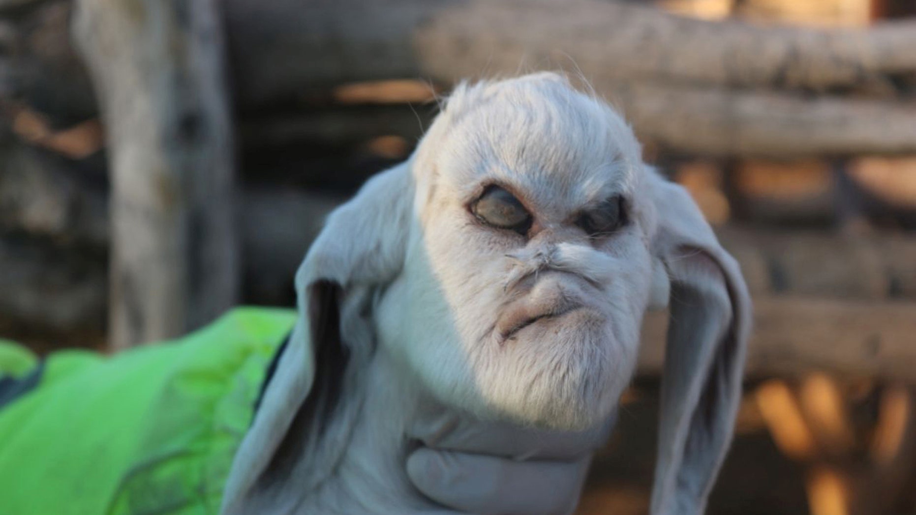 The "demon" goat (Credit: La Voz)