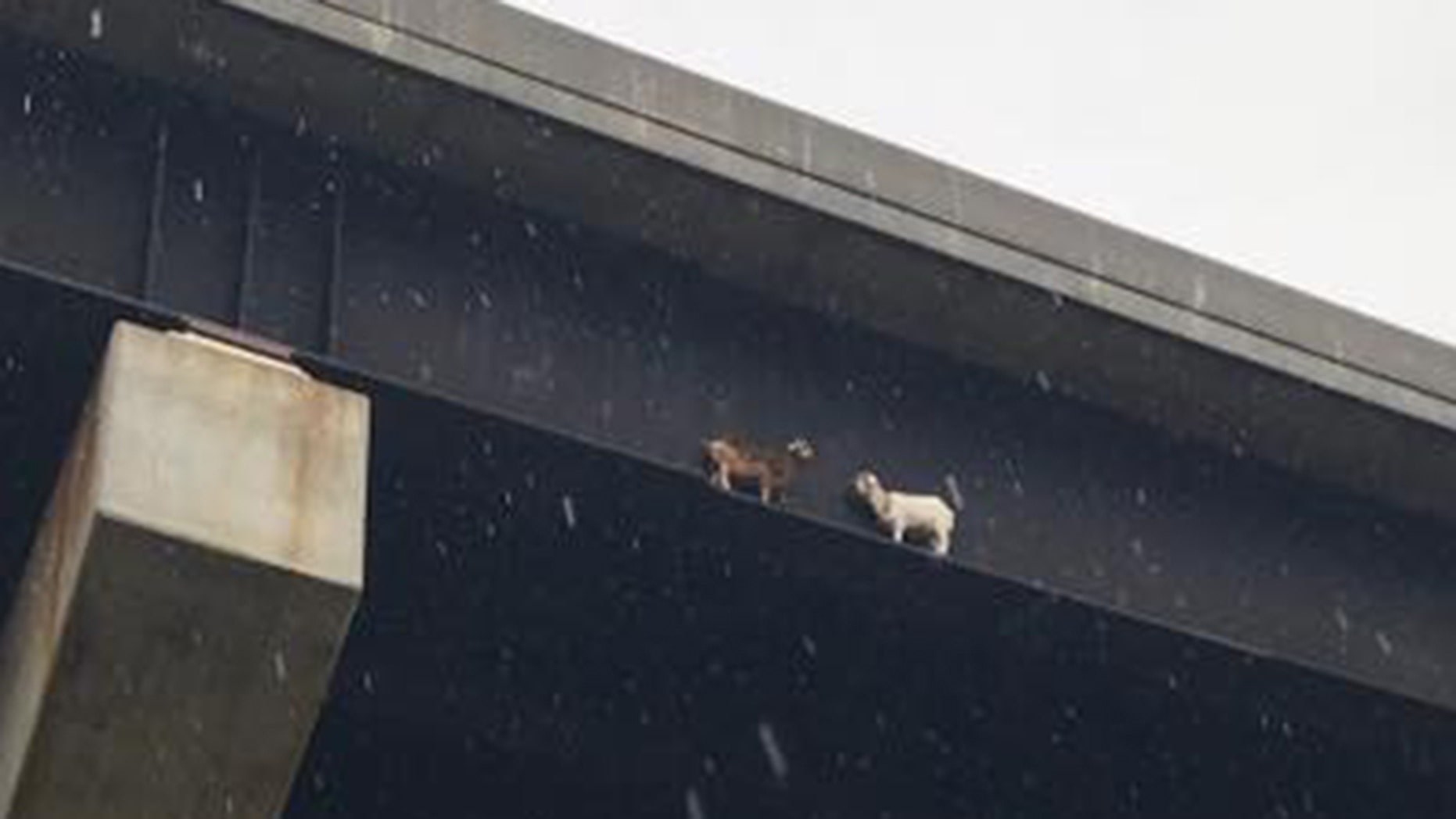Two goats were found stranded on a bridge beam in western Pennsylvania on Tuesday.