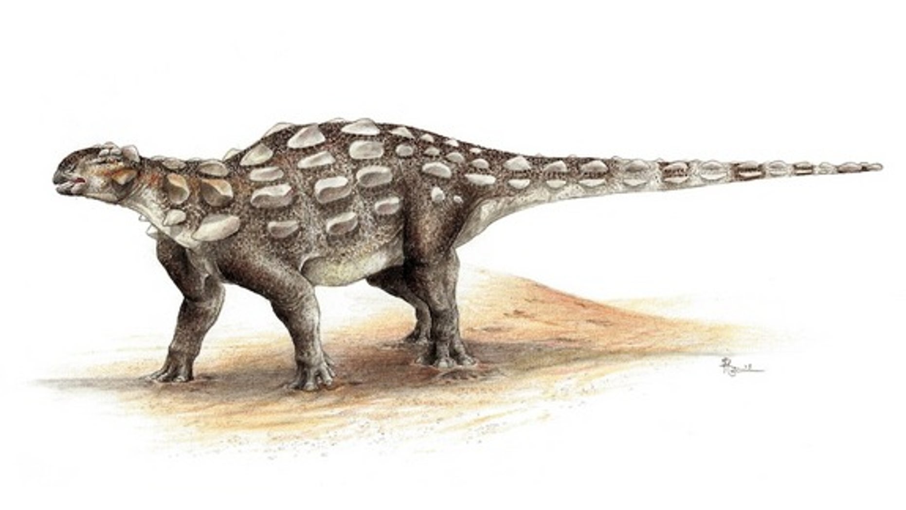 An illustration of <em>Gobisaurus</em>, an ankylosaur with a stiff tail but no knob of bone at the end.
