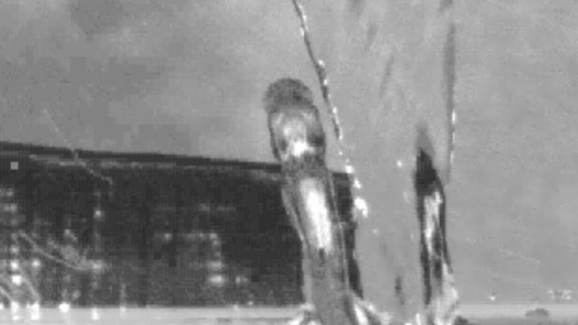 In this still from a high-speed video, the Hawaiian goby fish <em>Sicyopterus stimpsoni</em> is climbing an artificial waterfall with water flowing down a vertical Plexiglas sheet.