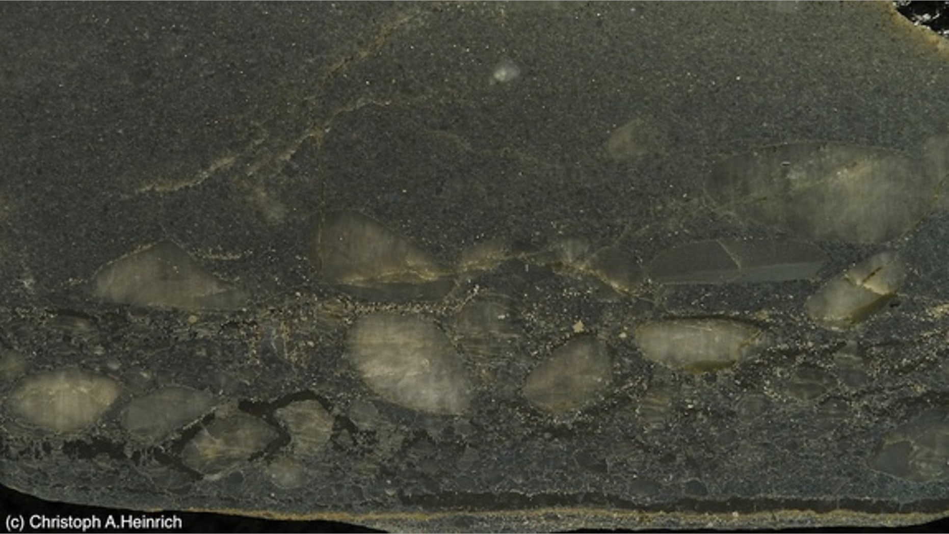 A layer from a reef found in the Witwatersrand deposit. The black carbon layer contains bonanza-grade gold as tiny inclusions, as well as pyrite and quartz pebbles. The base is formed from an ancient microbial mat. A new theory proposes that a