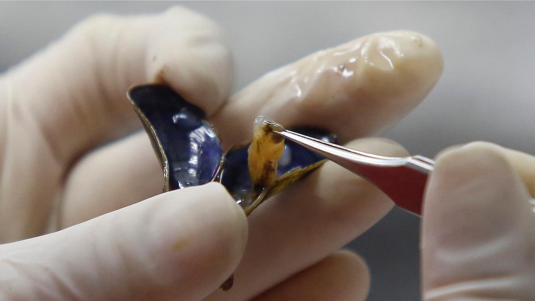 Jan. 29, 2015: Brazilian researcher Marcela Uliano da Silva tweezes a golden mussel out of its shell at the Carlos Chagas Filho Biophysics Institute, in Rio de Janeiro.