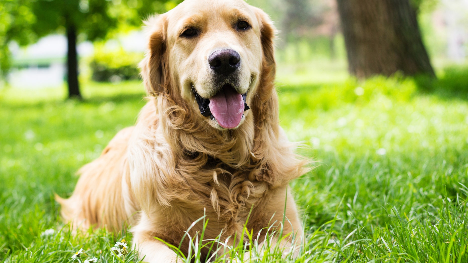 Golden Retriever lying on the grass. In the park.