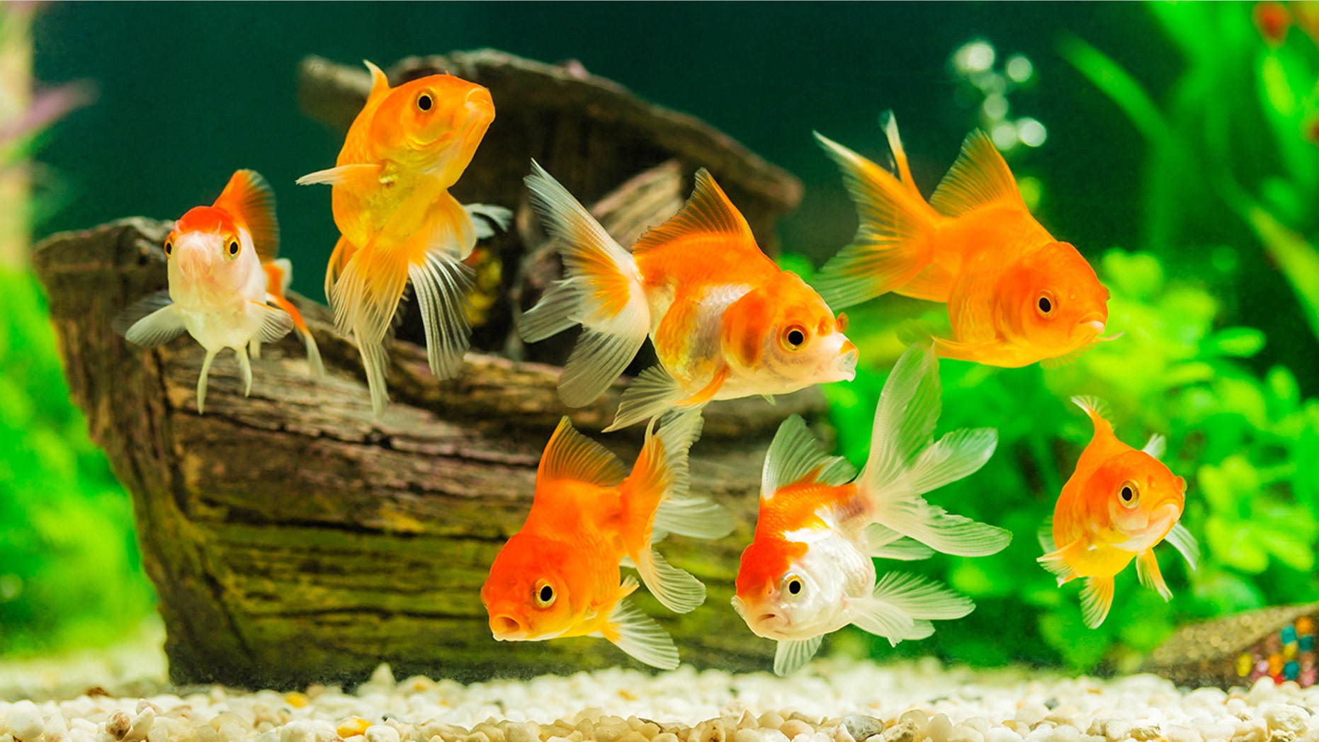 The Paris Aquarium is providing sanctuary to unwanted pet goldfish.