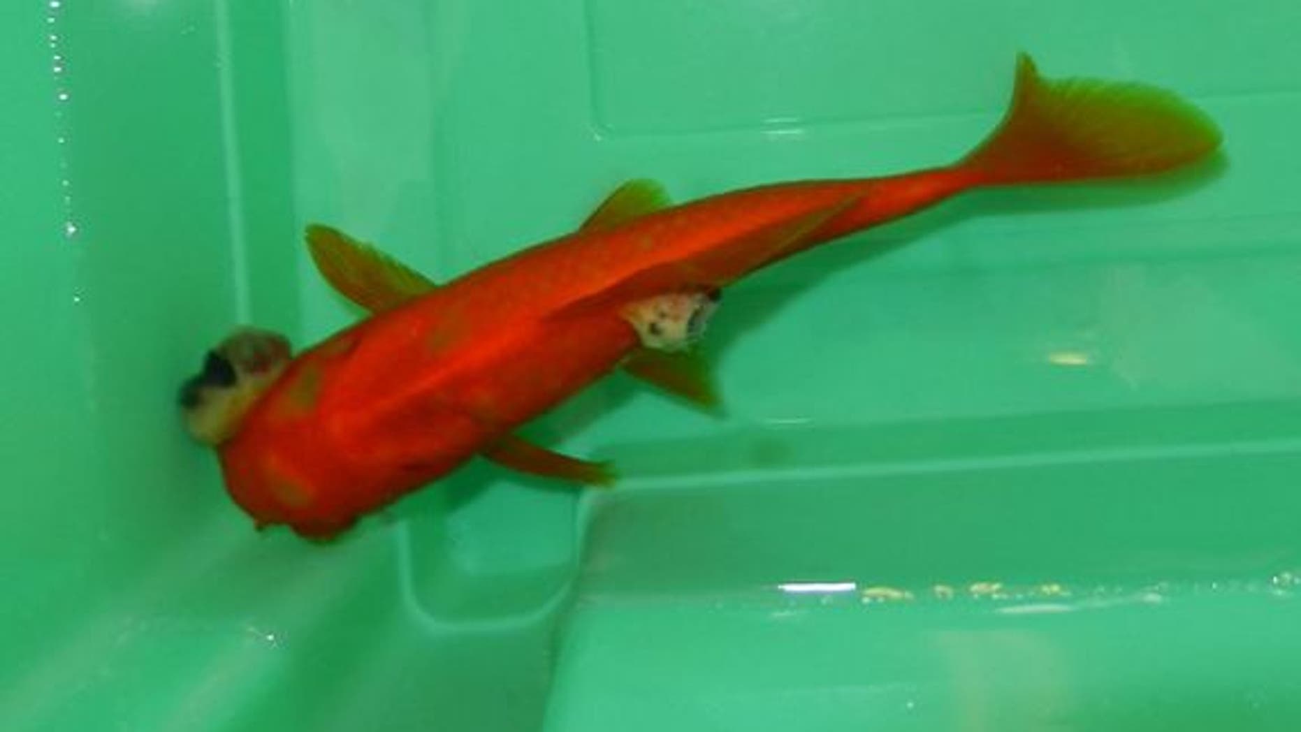 A team of veterinarians in Scotland performed an extremely difficult operation to remove the eye of a pet goldfish.