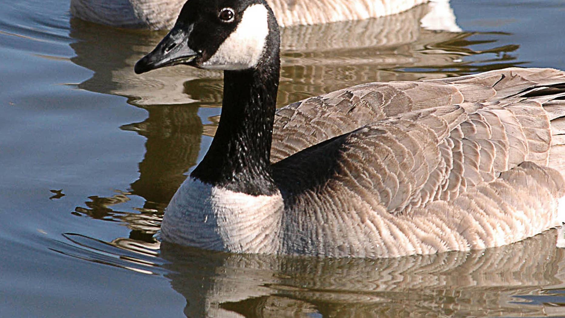 Two Canada geese soak up the sun on Capitol Lake Thursday, Feb. 3, 2005 near the State Capitol in Pierre, S.D. Warm temperatures throughout the area had people and animals alike basking in the sun and enjoying the warm winter day. (AP Photo/Doug Dreyer)
STAND ALONE