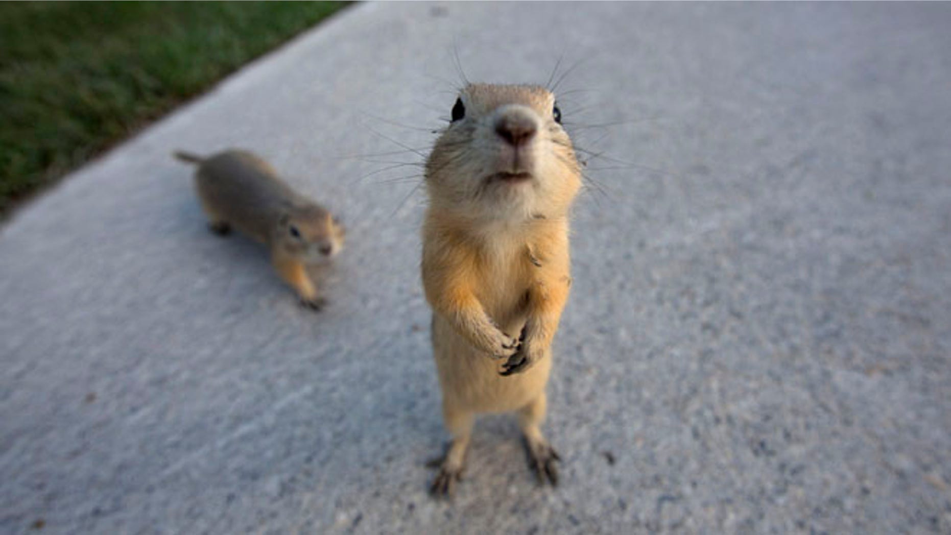 June 22, 2013: Gophers line the city sidewalks in Calgary, Alberta.