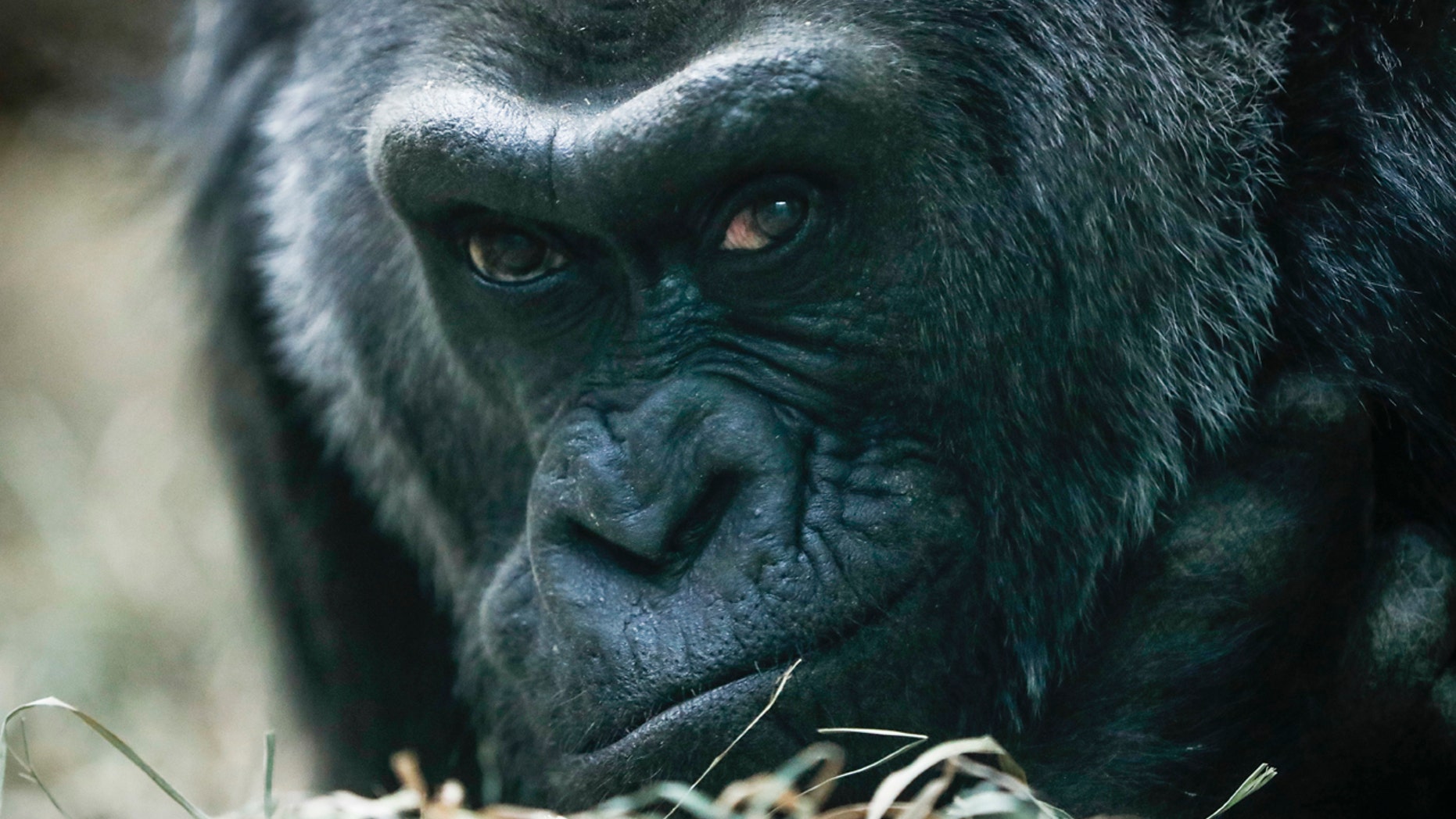FILE - In this Dec. 15, 2016 file photo, Colo, a western lowland gorilla, rests in her enclosure at the Columbus Zoo, in Columbus, Ohio.