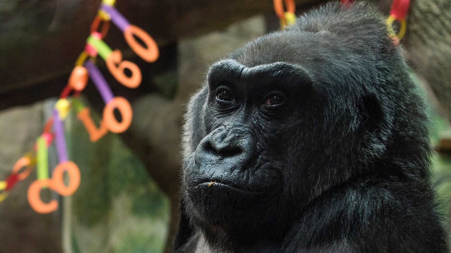 Colo, the world's first gorilla born inside a zoo, sits inside her enclosure during her 60th birthday party.