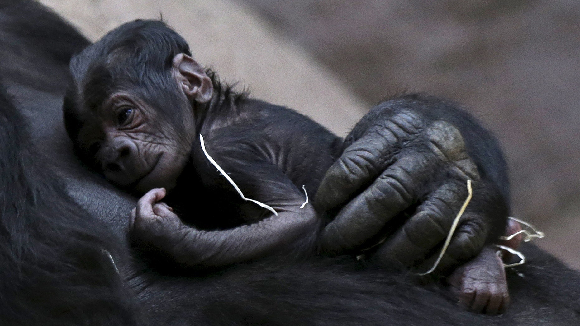Shinda, a western lowland gorilla, holds her newborn baby in its enclosure at Prague Zoo, Czech Republic, April 24, 2016. (REUTERS/David W Cerny)