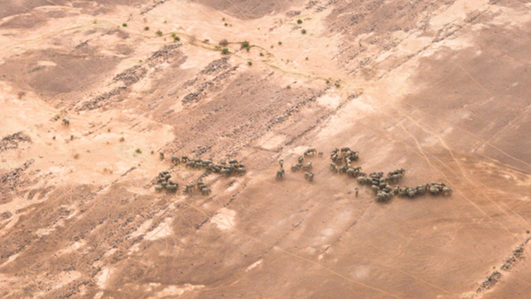 The 350 elephants living in Mali’s Gourma desert – Africa’s northernmost population – have adapted to living with little access to water and high temperatures.