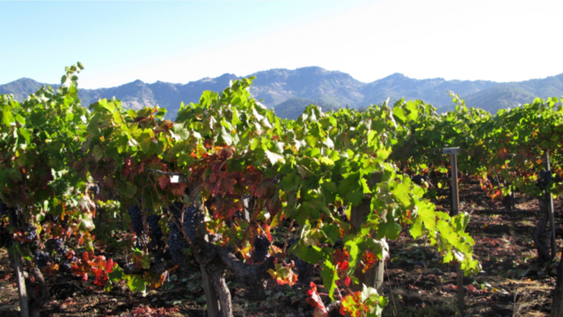 FILE: Oct. 8, 2011: Zinfandel grapes grow in a Napa Valley, California vineyard that supplies grapes to Frank Family Vineyards.