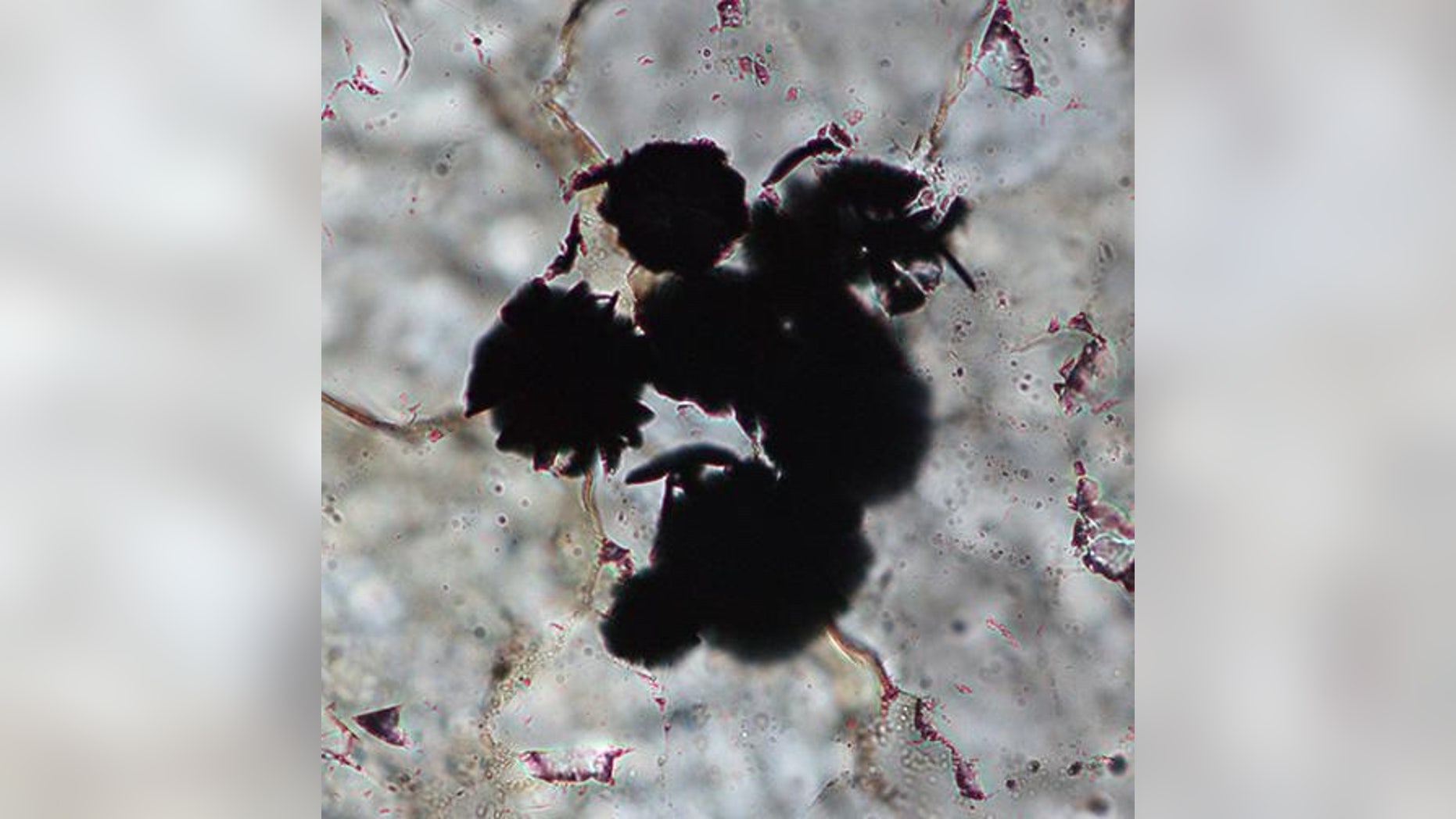 Graphite in 3.95-billion-year-old rocks from Labrador, Canada, may be the oldest evidence of life on Earth.