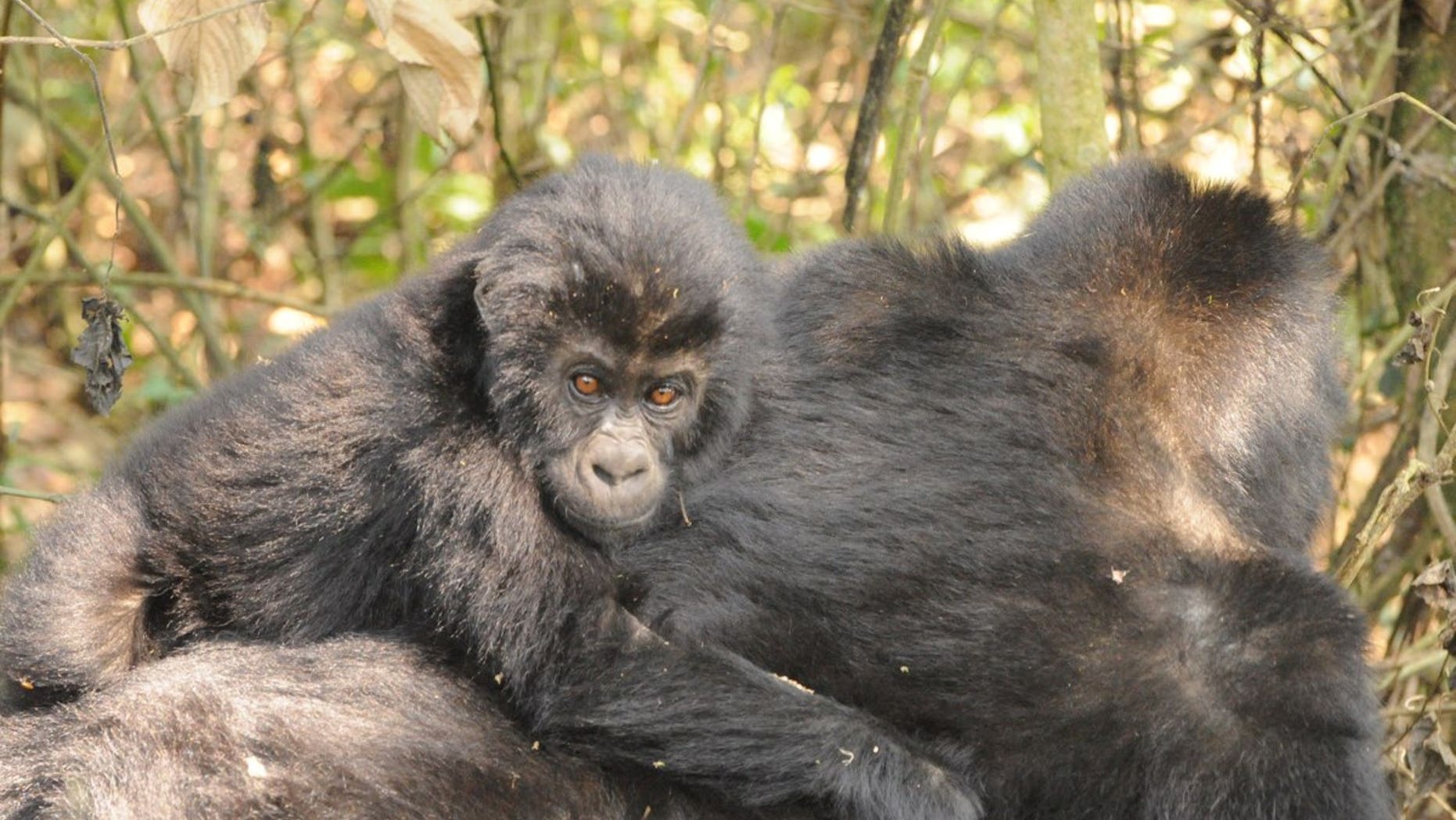 An infant Grauer's gorilla rides on an adult gorilla's back.