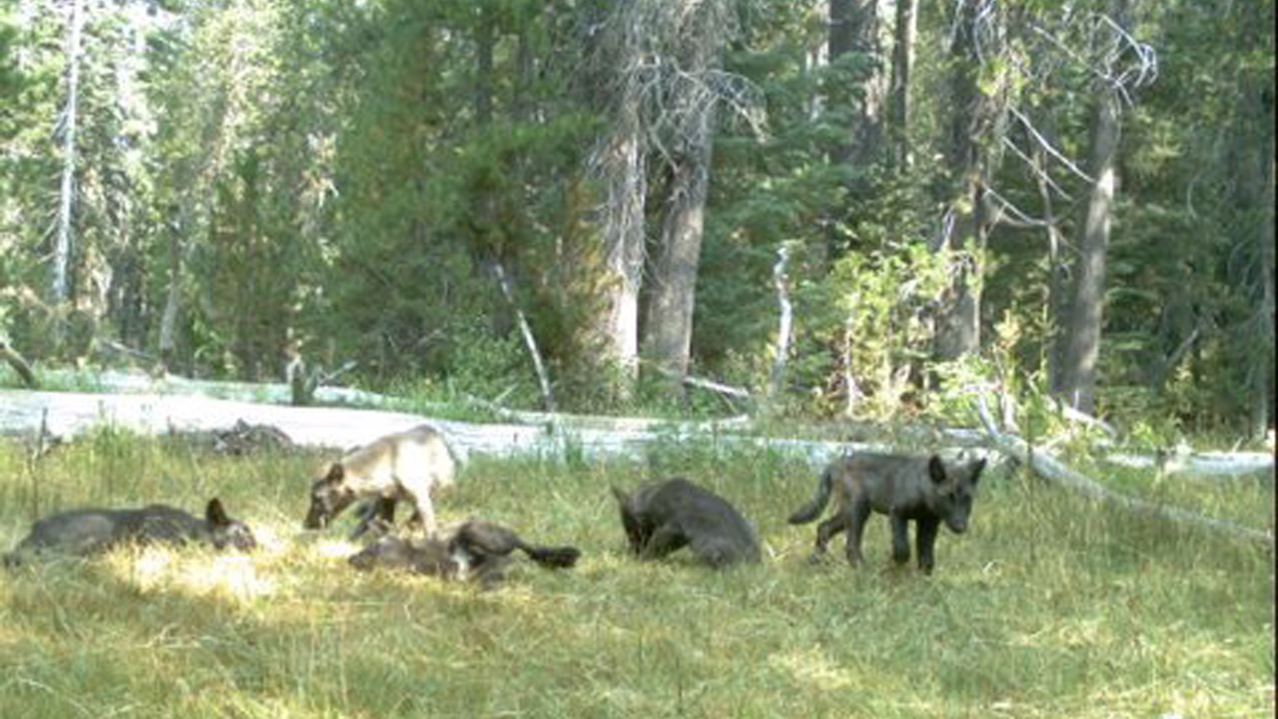 File photo: A wolf pack is shown captured on a trail camera near Mt. Shasta in Siskiyou County, California in this August 9, 2015 handout photo released to Reuters August 20, 2015. (REUTERS/California Department of Fish and Wildlife/Handout)