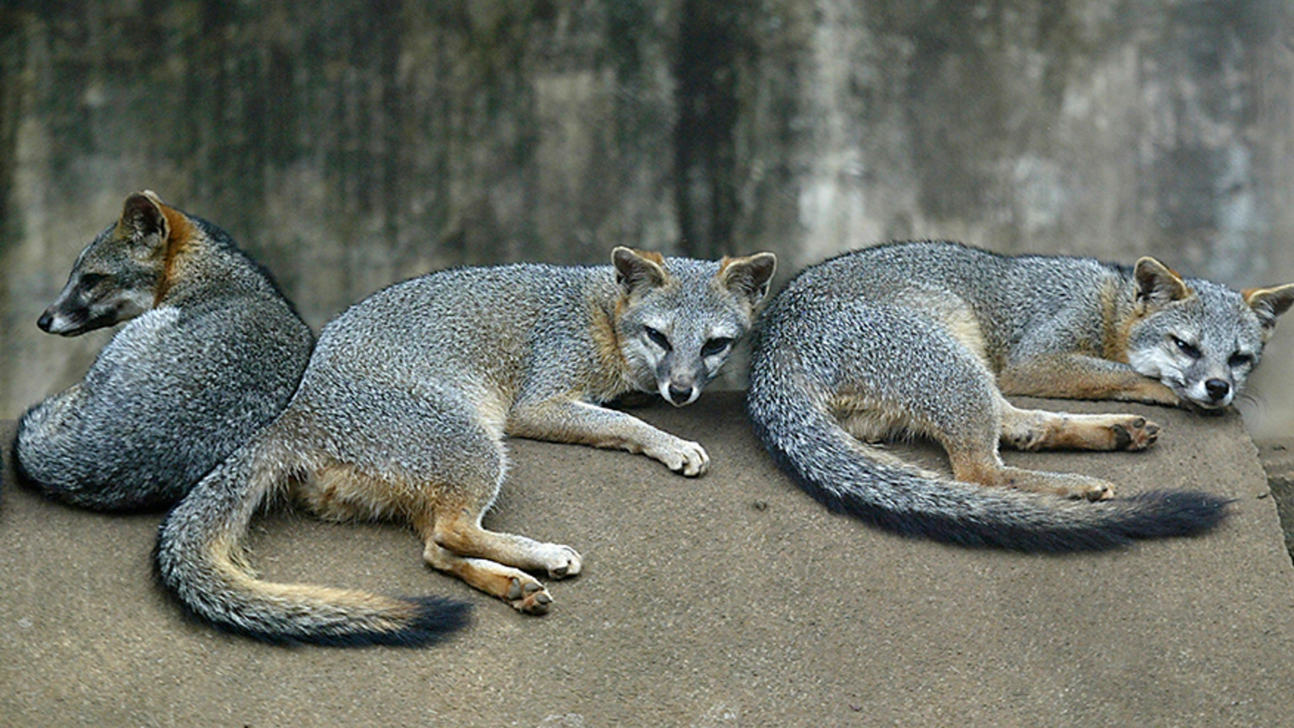 Fox attacks NY woman, chases her into home, police say | Fox News