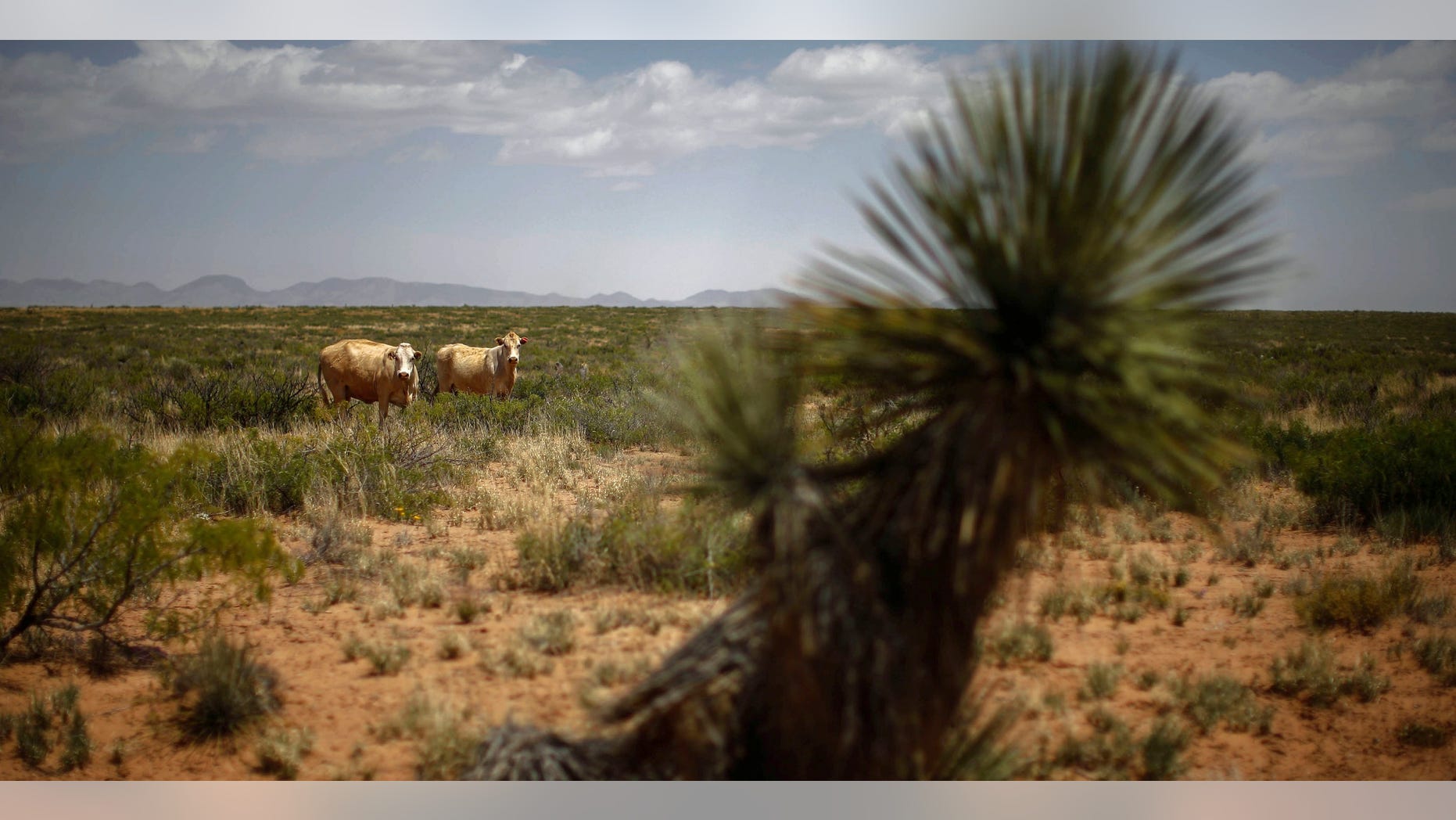 May 1, 2014: Cattle graze in a field outside Spaceport America near Truth or Consequences, New Mexico May 1, 2014.