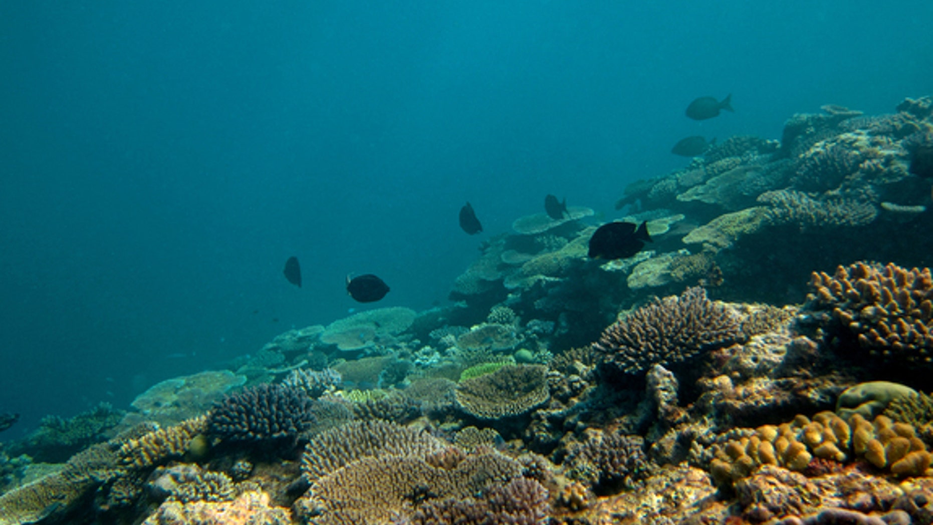 Horseshoe reef before crown-of-thorns invasion
