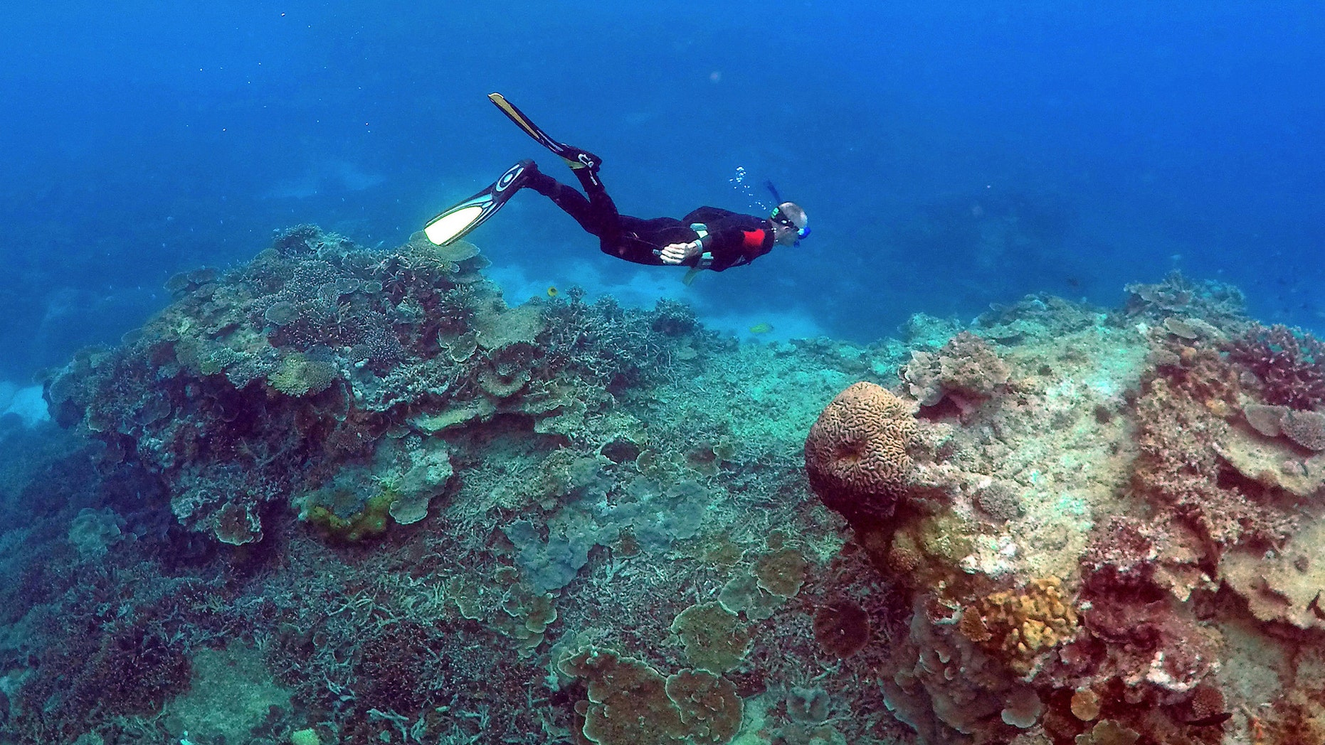 File photo: A man snorkels in an area called the "Coral Gardens" near Lady Elliot Island, on the Great Barrier Reef, northeast of Bundaberg town in Queensland, Australia, June 11, 2015. (REUTERS/David Gray)