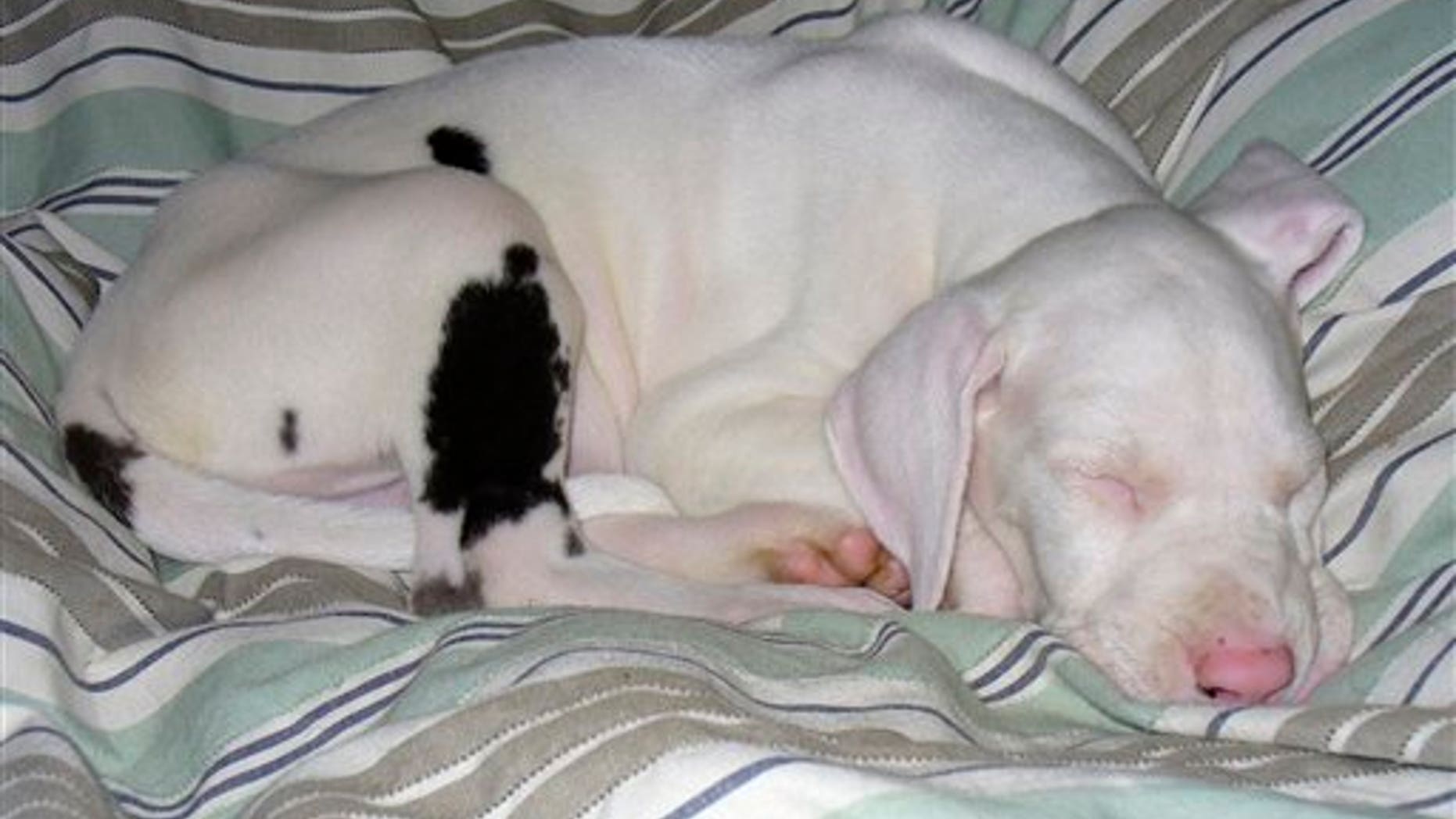 This October 2007 photo courtesy of Trevor S. Cornpropst shows Keller sleeping in Fredericksburg, Va. Cornpropst rescued the all-white, deaf and blind Great Dane puppy at 8-weeks-old. He spent weeks sitting up with the pup he named Keller, in honor of Helen Keller, to comfort him as he settled in. Cornpropst wanted the puppy to feel secure without benefit of soothing coos, facial expressions and other body language. That was back in 2007. Keller is now 120 pounds, healthy and happy, Cornpropst said. (AP Photo/Trevor S. Cornpropst) NO SALES