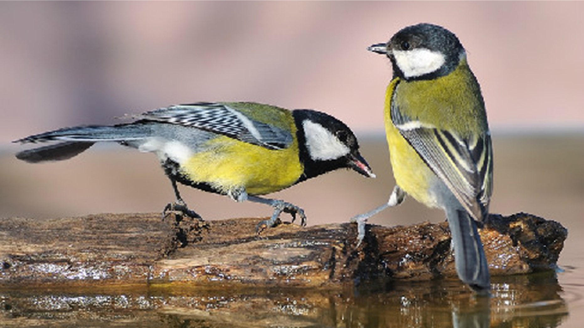 Scientists used a new analytical technique to study the social networks of great tits (Parus major) like these.