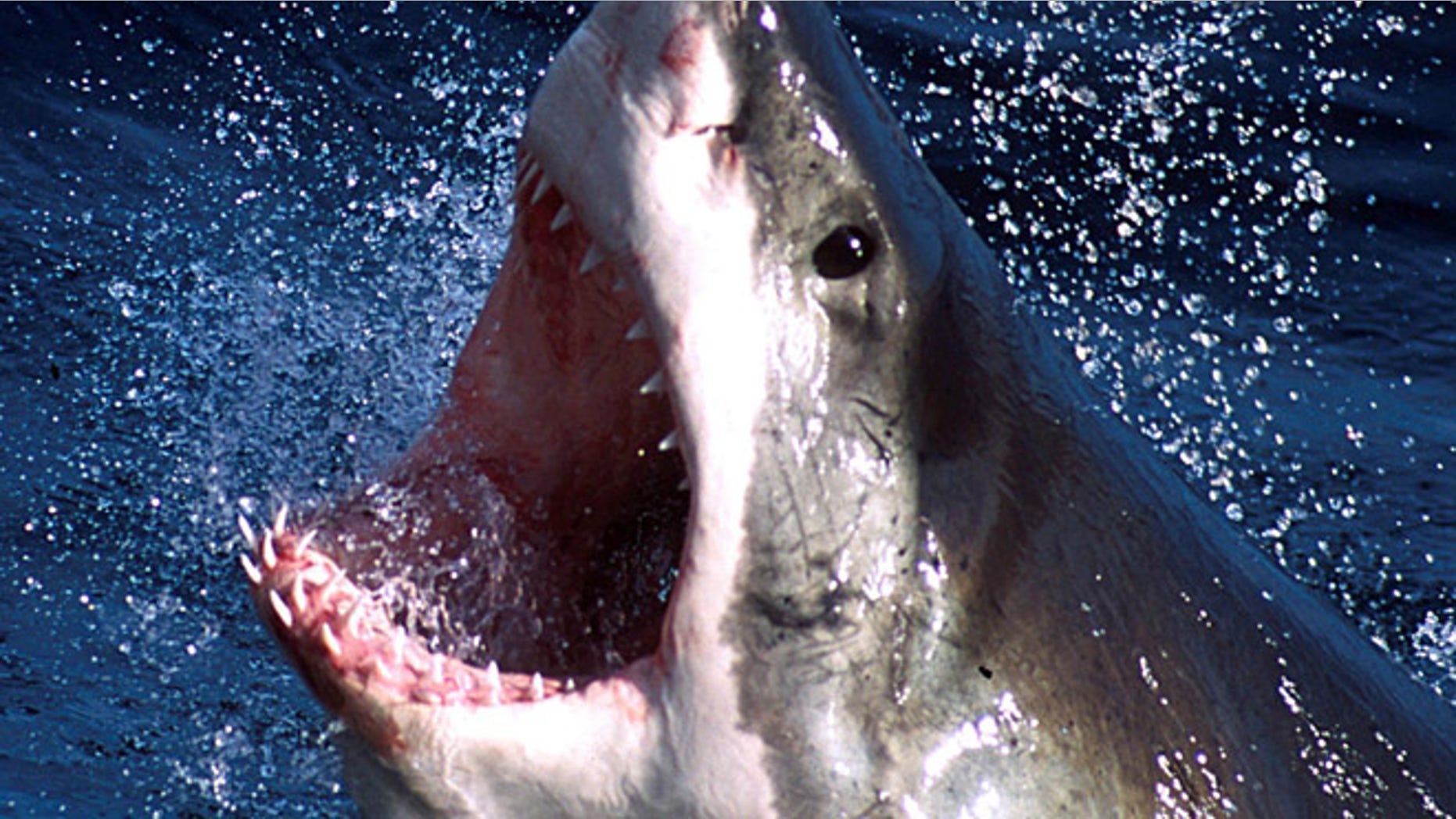 FILE 2002: Authorities have determined that the man who suffered leg injuries while swimming off the coast of Cape Cod last month was bitten by a great white shark.