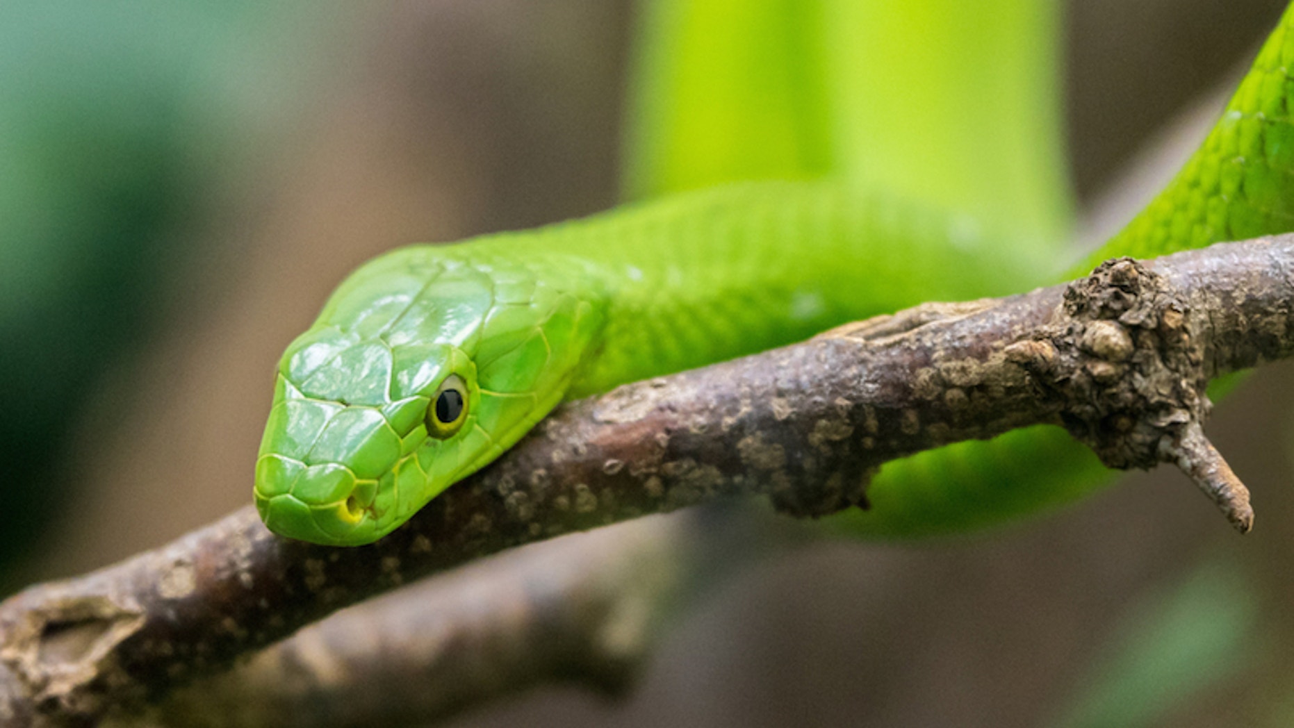 The new study was done in mice, and it is not clear yet if the venom compound may work to treat this disease in people.