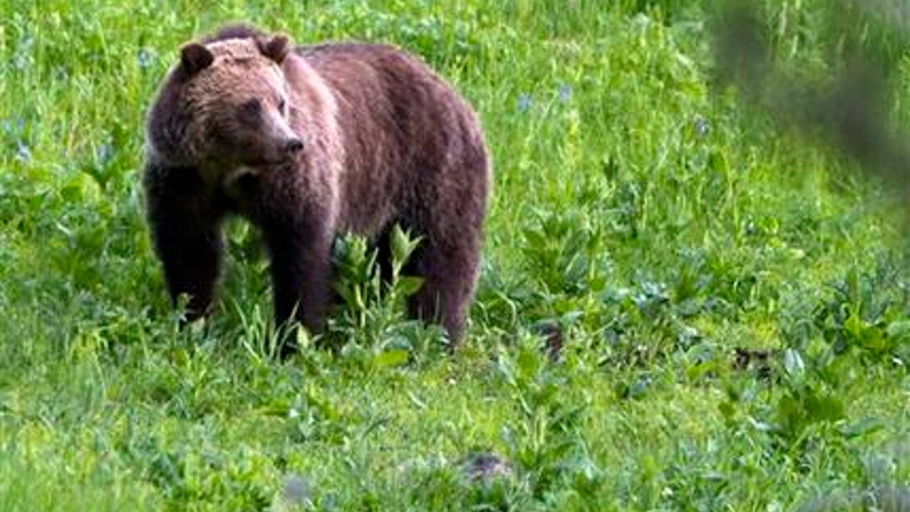 FILE - This July 6, 2011 file photo shows a grizzly bear roaming near Beaver Lake in Yellowstone National Park, Wyo. Biologists counted more grizzly bear deaths in or removals from the Yellowstone region in 2015 than any year in recent memory but arent worried about the species long-term survival in the area. (AP Photo/Jim Urquhart, File)
