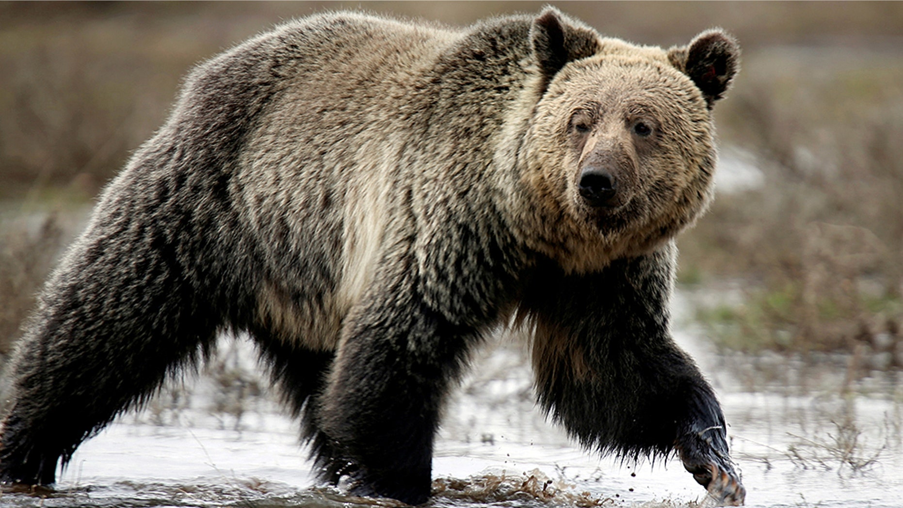 A grizzly bear roams through the Hayden Valley in Yellowstone National Park in Wyoming.