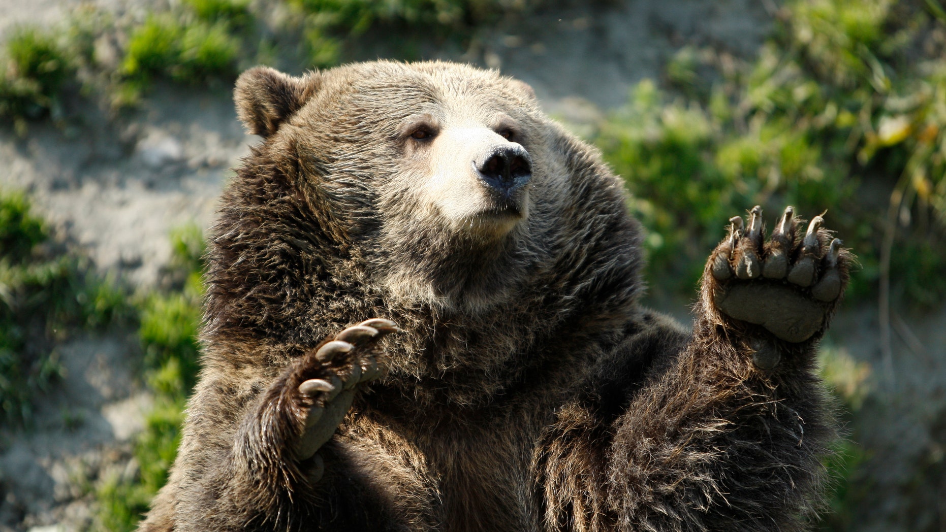 It's not known whether the man was mauled by a grizzly bear, pictured above, or a black bear. State Fish, Wildlife and Parks wardens are investigating the attack, which left the man seriously injured.