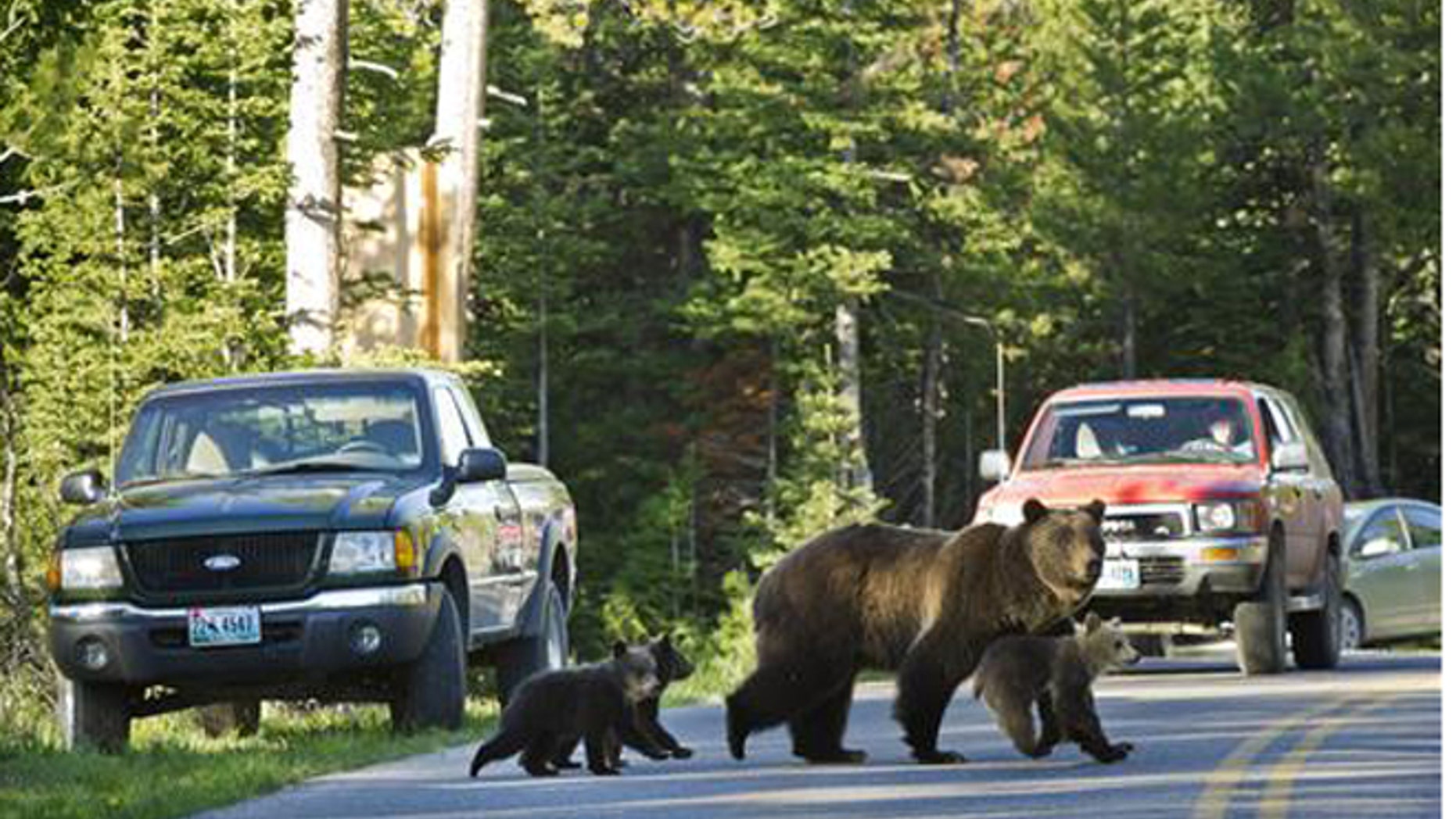 This June 2011 file photo shows Grizzly bear No. 399 crossing a road in Grand Teton National Park, Wyo., with her three cubs.