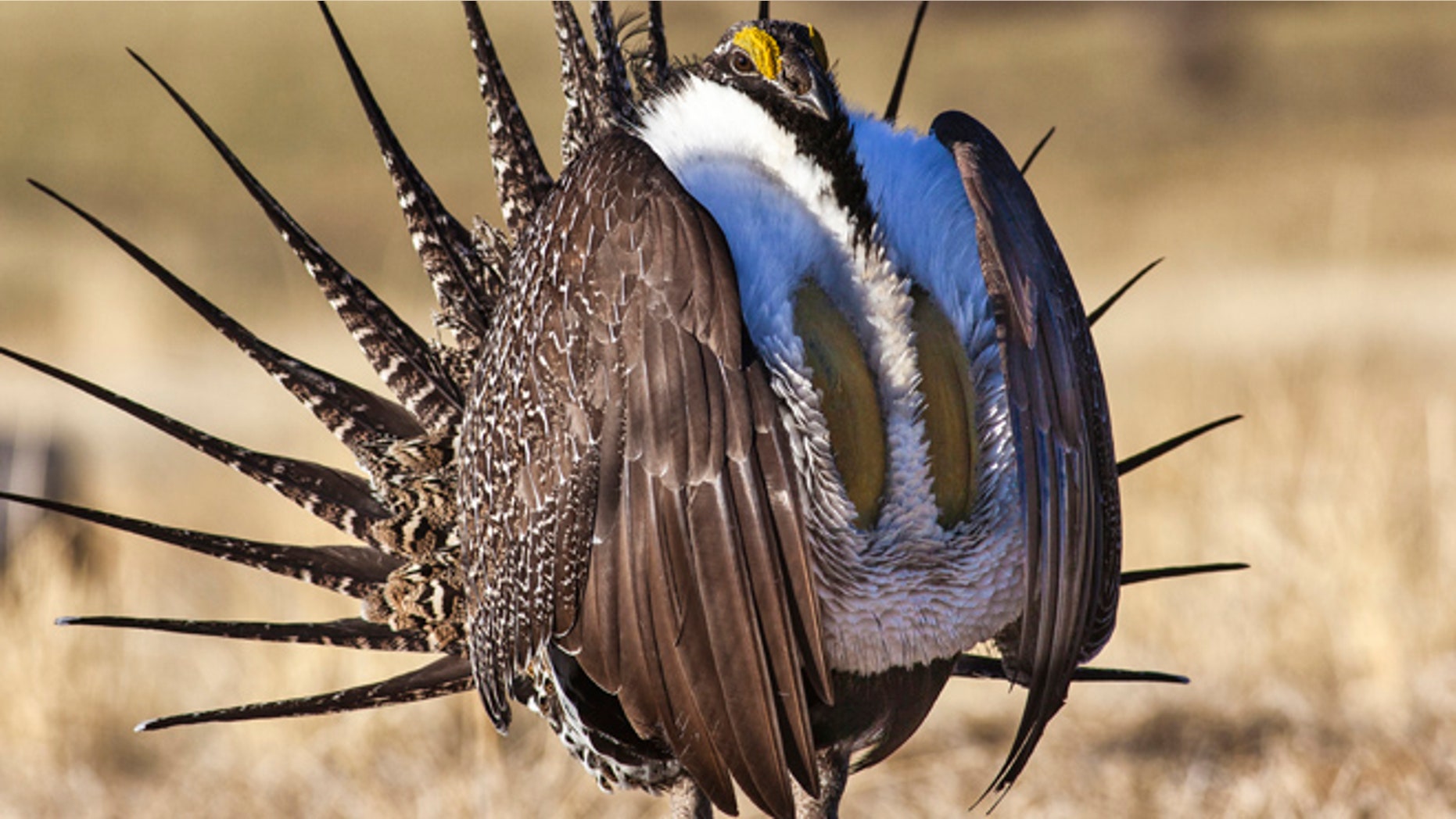 FILE 2015: U.S. Bureau of Land Management photo shows a sage grouse in this undated photo.
