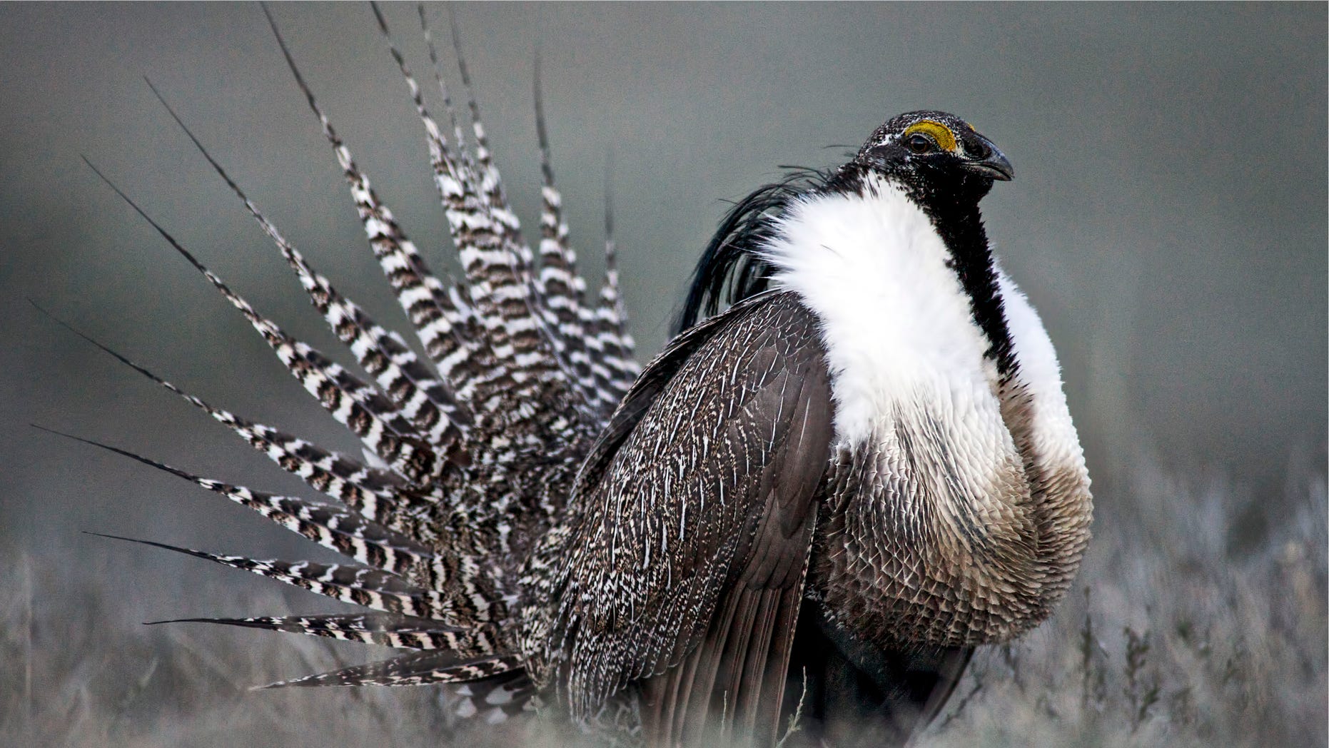 FILE: April 2014: A Gunnison sage grouse with tail feathers fanned near Gunnison, Colo. (Photo provided by Colorado Parks and Wildlife.)