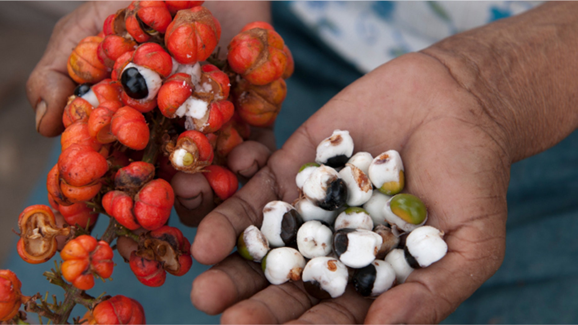 Hands holding the guarana fruit and the pulp of the guarana.