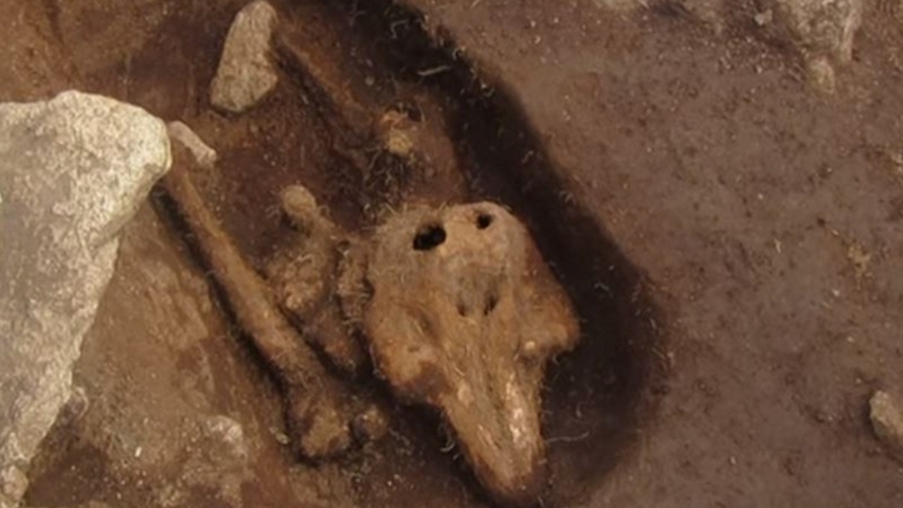 The dolphin skeleton was found on the tiny islet of Chapelle dom Hue, off the west coast of Guernsey in the English Channel.
