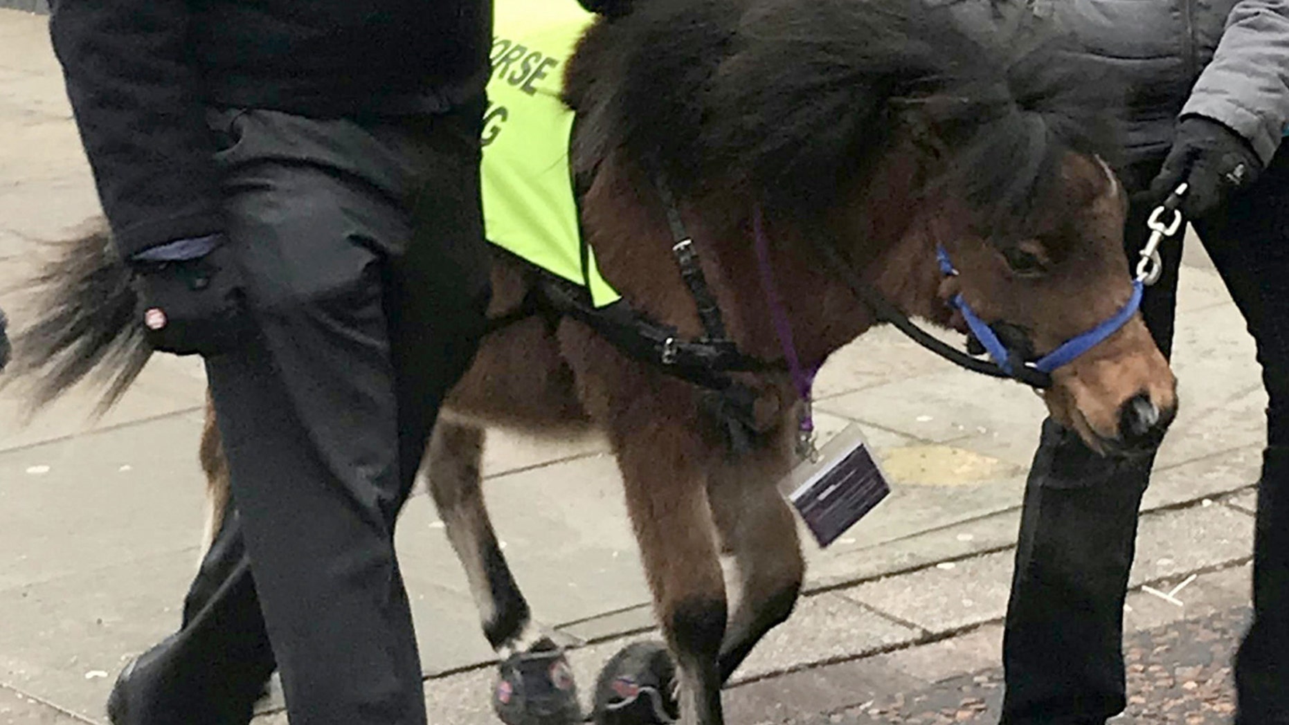 Horse S Chut Chudai Sexy Videos - Blind man afraid of dogs gets miniature guide horse instead | Fox News