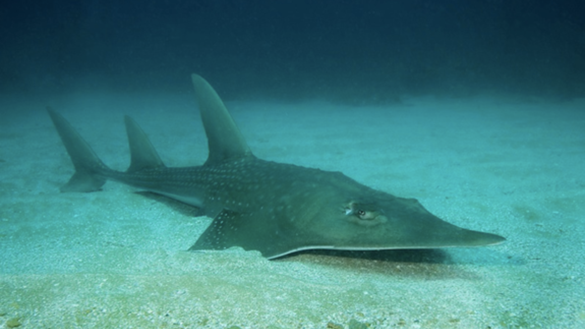 A giant guitarfish.