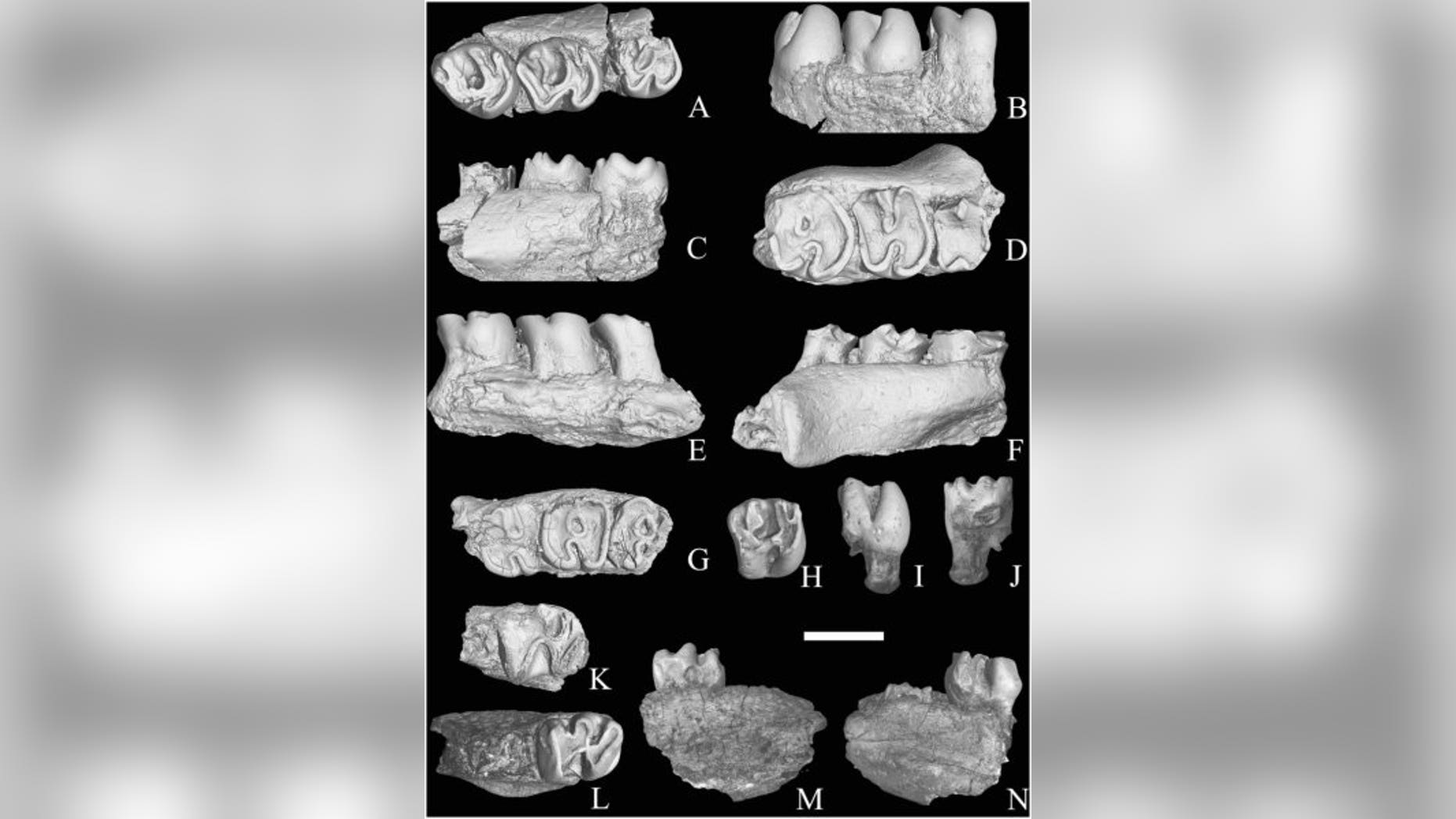Fossil teeth of a transitional gundi found in Israel's Negev desert, named Sayimys negevensis (Rivka Rabinovich).