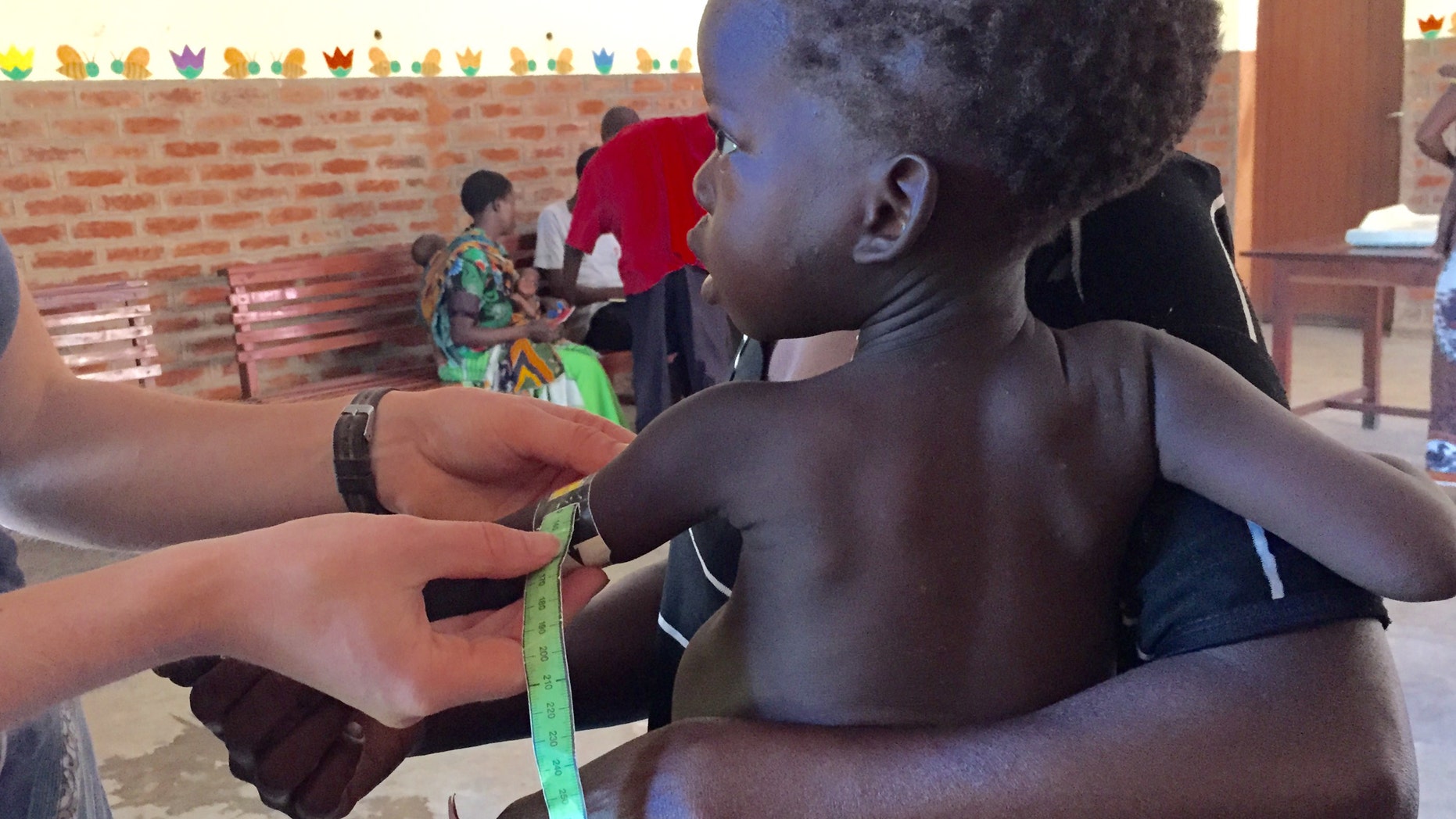 This photo provided by Washington University School of Medicine shows researchers measuring children's growth in Malawi. Researchers transferred gut bacteria from children into mice for tests that showed the right kind of bugs may protect against malnutrition by helping to get the most out of a poor diet. (Washington University School of Medicine/Kim Hedge via AP)