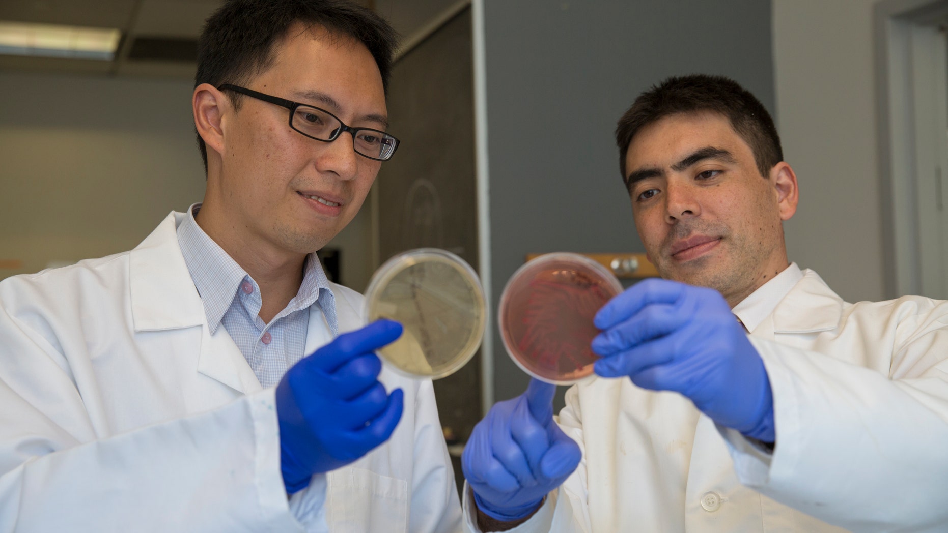 P’ng Loke, PhD (left), and Ken Cadwell, PhD, looking at bacterial plates in the Cadwell lab at the Skirball Institute of Biomolecular Medicine at NYU Langone.
