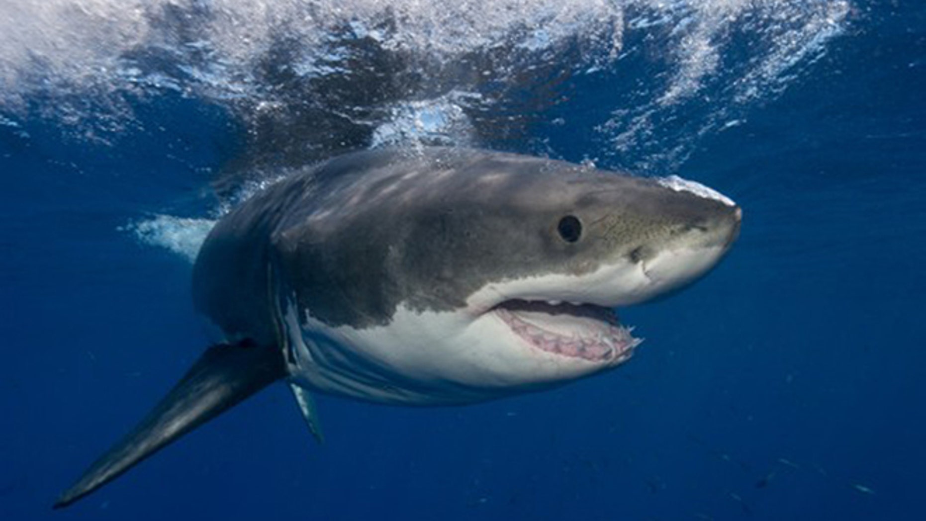 A great white shark is seen in this AP photo.