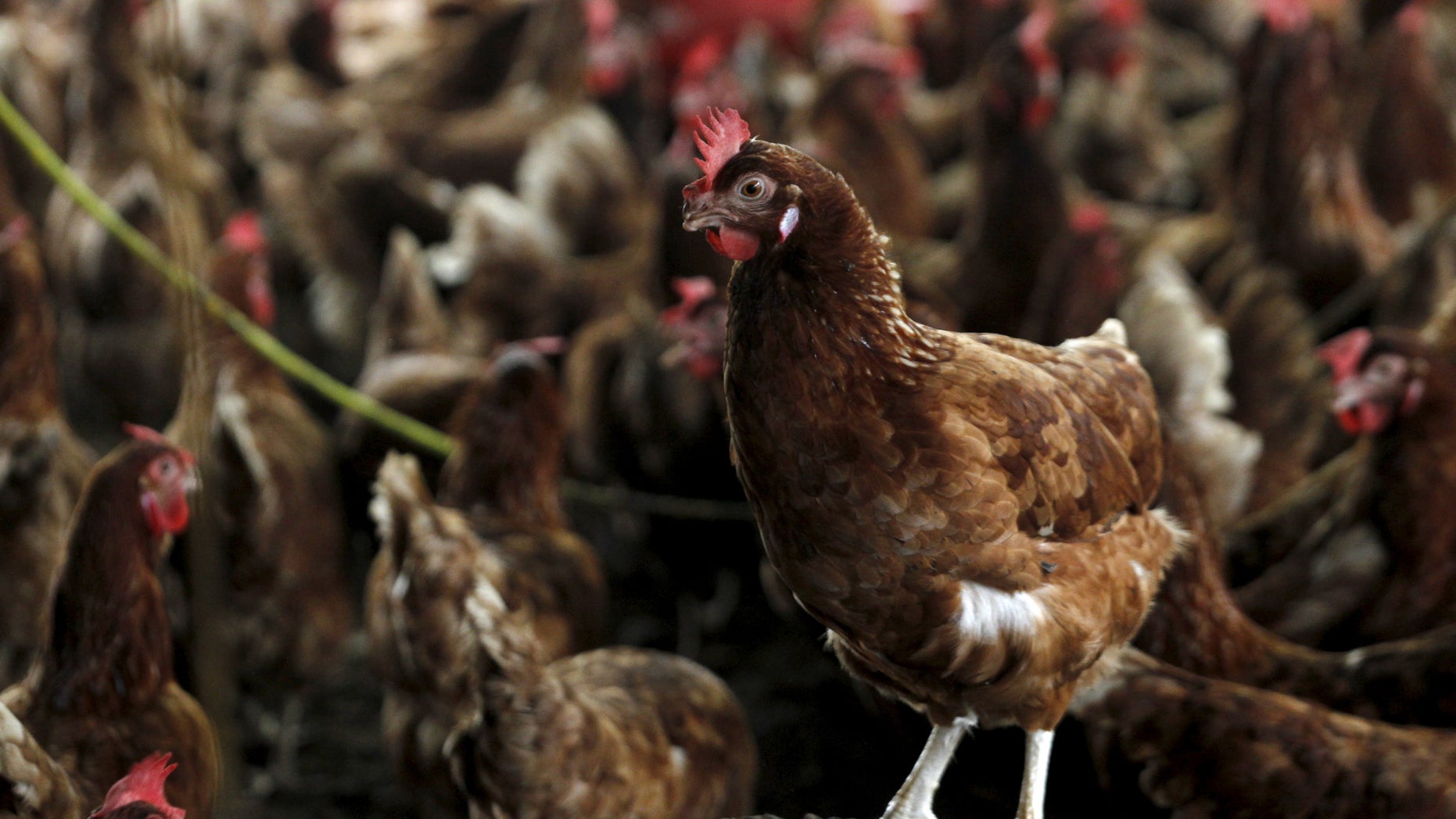 Chickens are seen in a contaminate farm while workers from the Animal Protection Ministry prepare to cull them to contain an outbreak of bird flu, at a farm in the village of Modeste, Ivory Coast, August 14, 2015.