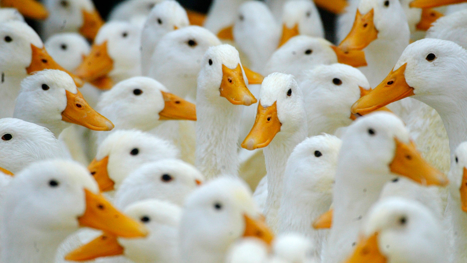 Ducks at a fresh market in Taipei wait to be slaughtered January 29, 2004. Taiwan found new cases of H5N2, a milder strain of avian flu, in ducks in the southwestern county of Yunlin on Thursday and plans to cull 10,000 ducks in a bid to stop the spread of the disease.