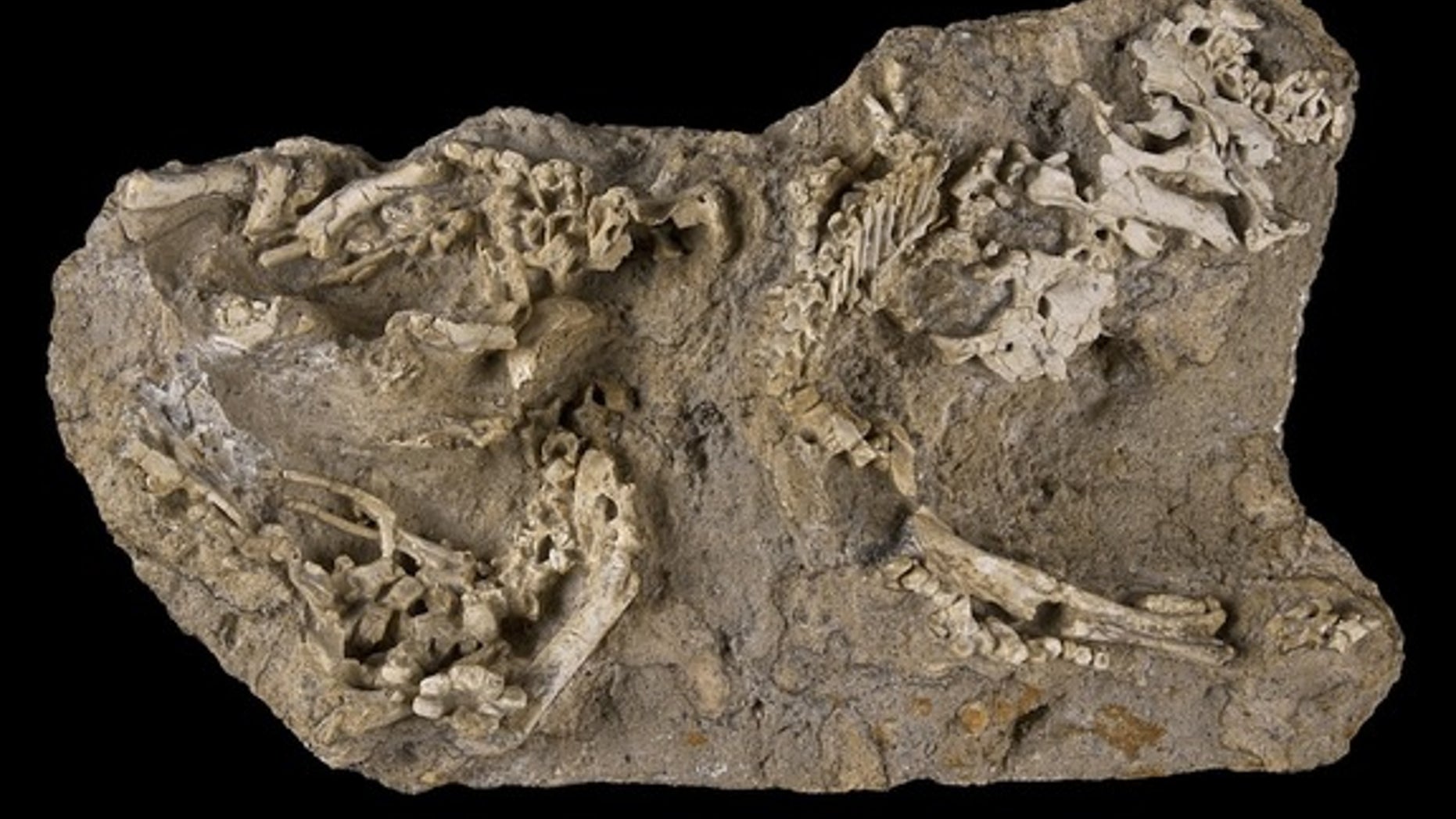 At least three baby hadrosaurs (<em>Saurolophus angustirostris</em>) were discovered in this slab of rock from Mongolia.