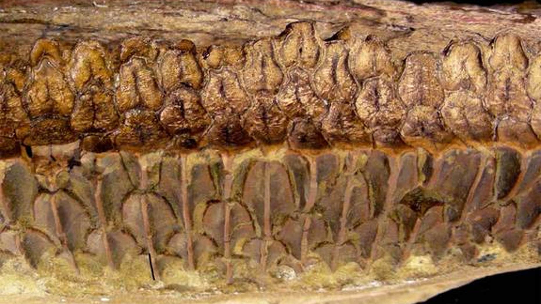 Vegetarian dinosaurs were champion chompers | Fox News