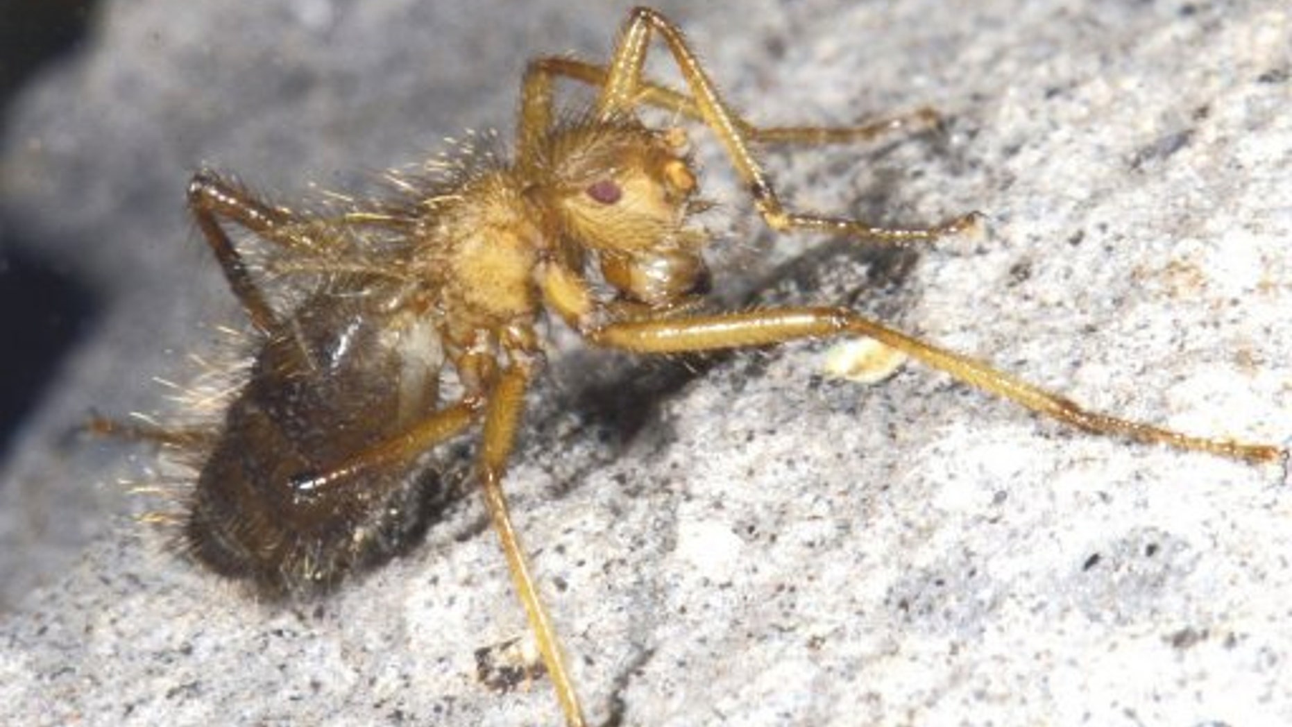 Unable to fly and partial to breeding in bat faeces, the fly is thought to live only in the dank, bat-filled cleft of an isolated rock in the Ukazi Hills.
